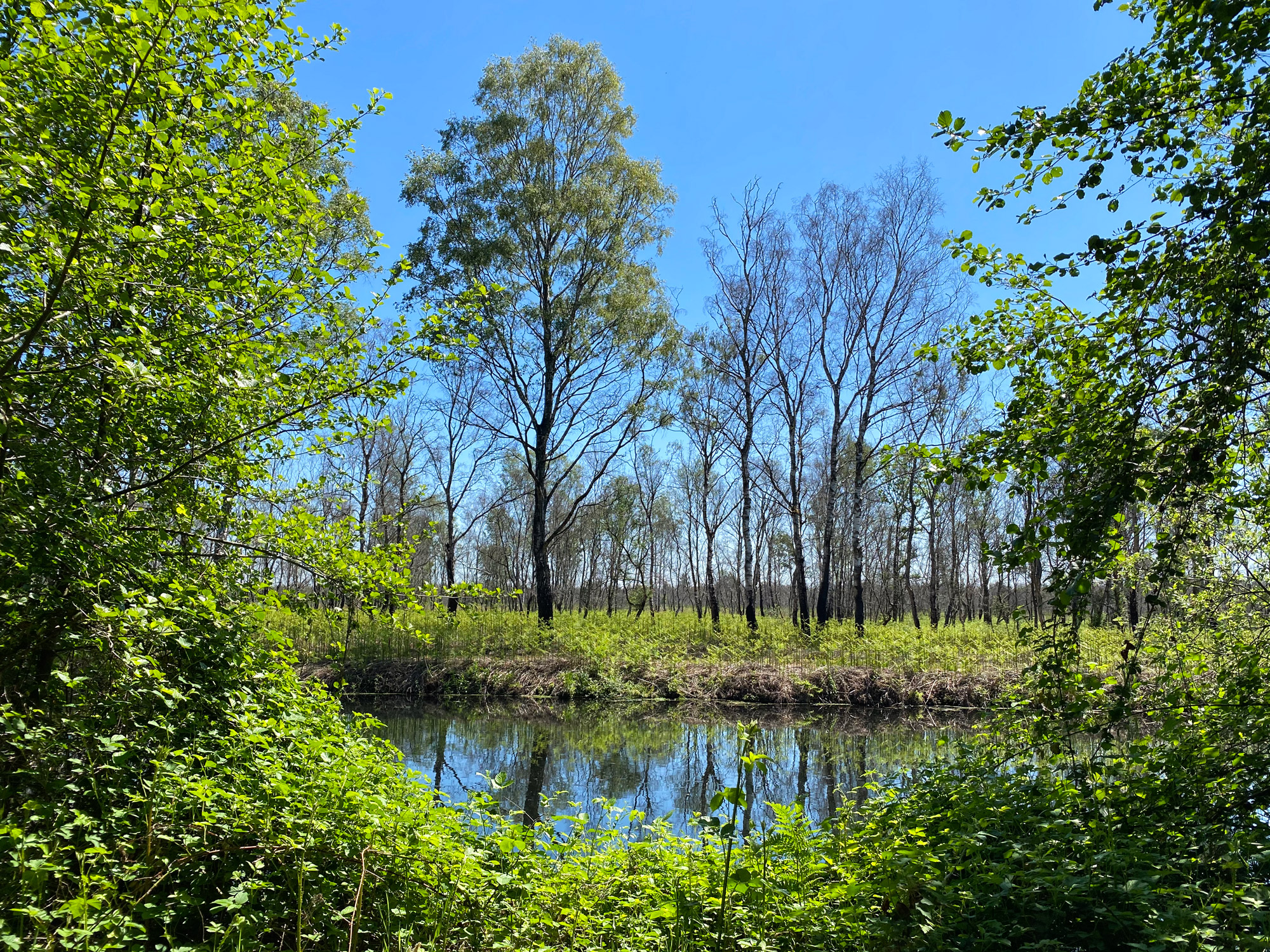 Wandelen in Noord-Brabant en Limburg: Rondje Griendtsveen