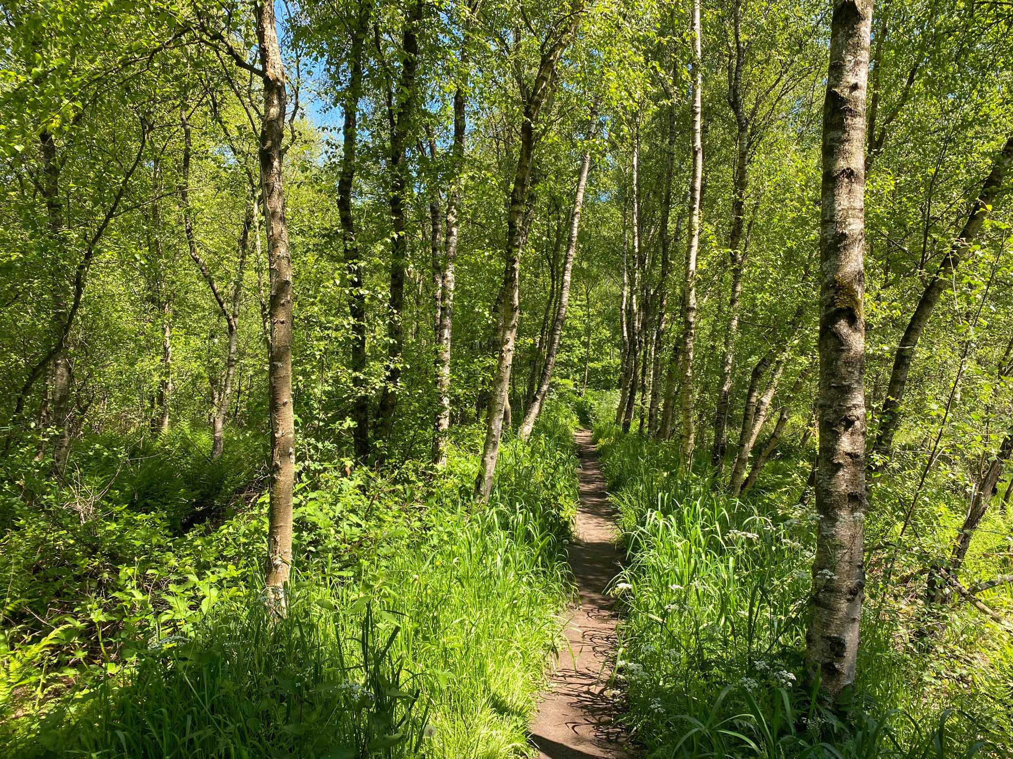 Wandelen in Noord-Brabant en Limburg: Rondje Griendtsveen