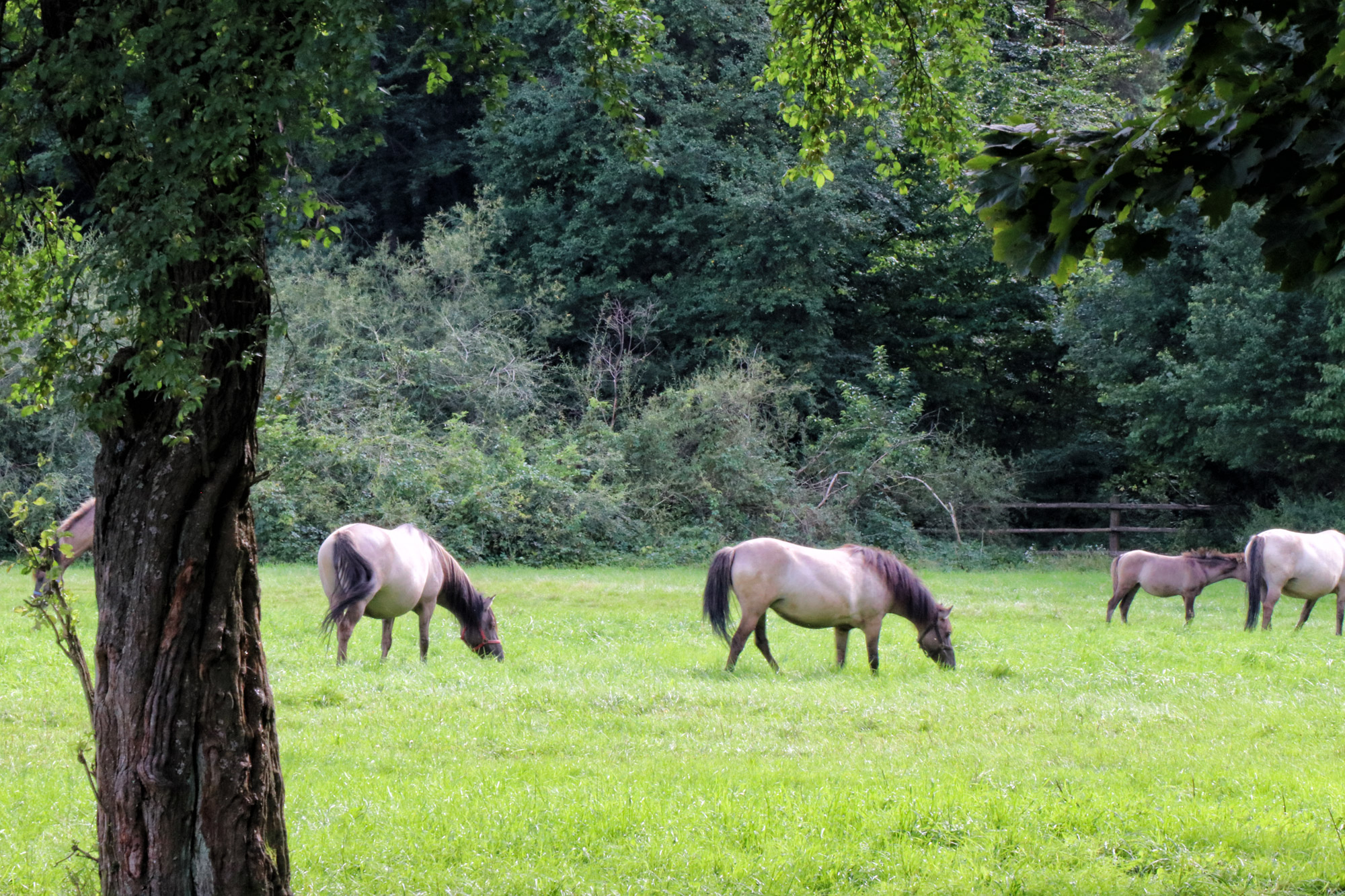 Lubelskie regio - Roztoczanski Nationaal Park