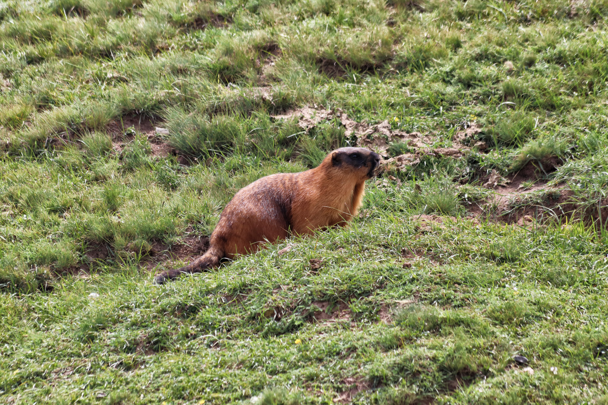 Reisroute Kirgizië - Bergmarmot