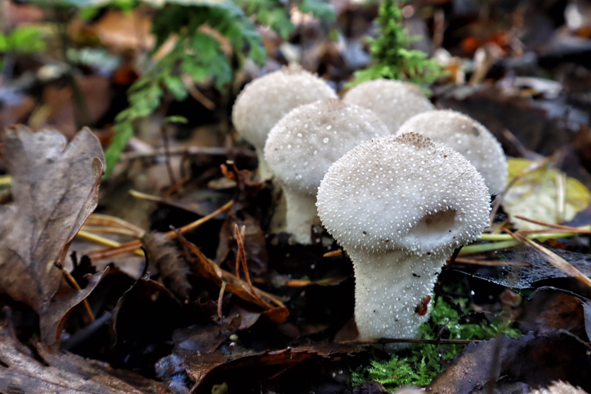 Wandelen in Limburg: 101 heuveltjes in de Heldense Bossen