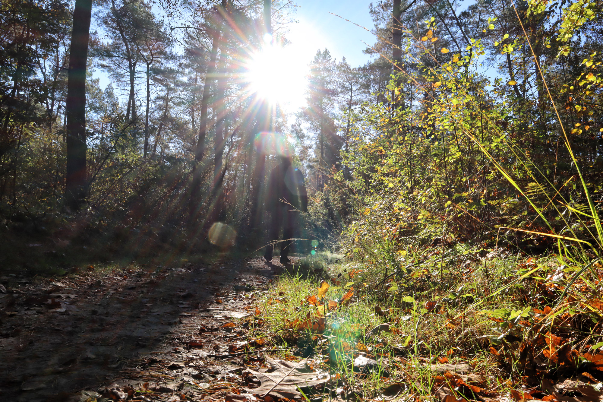 Wandelen in Limburg: 101 heuveltjes in de Heldense Bossen