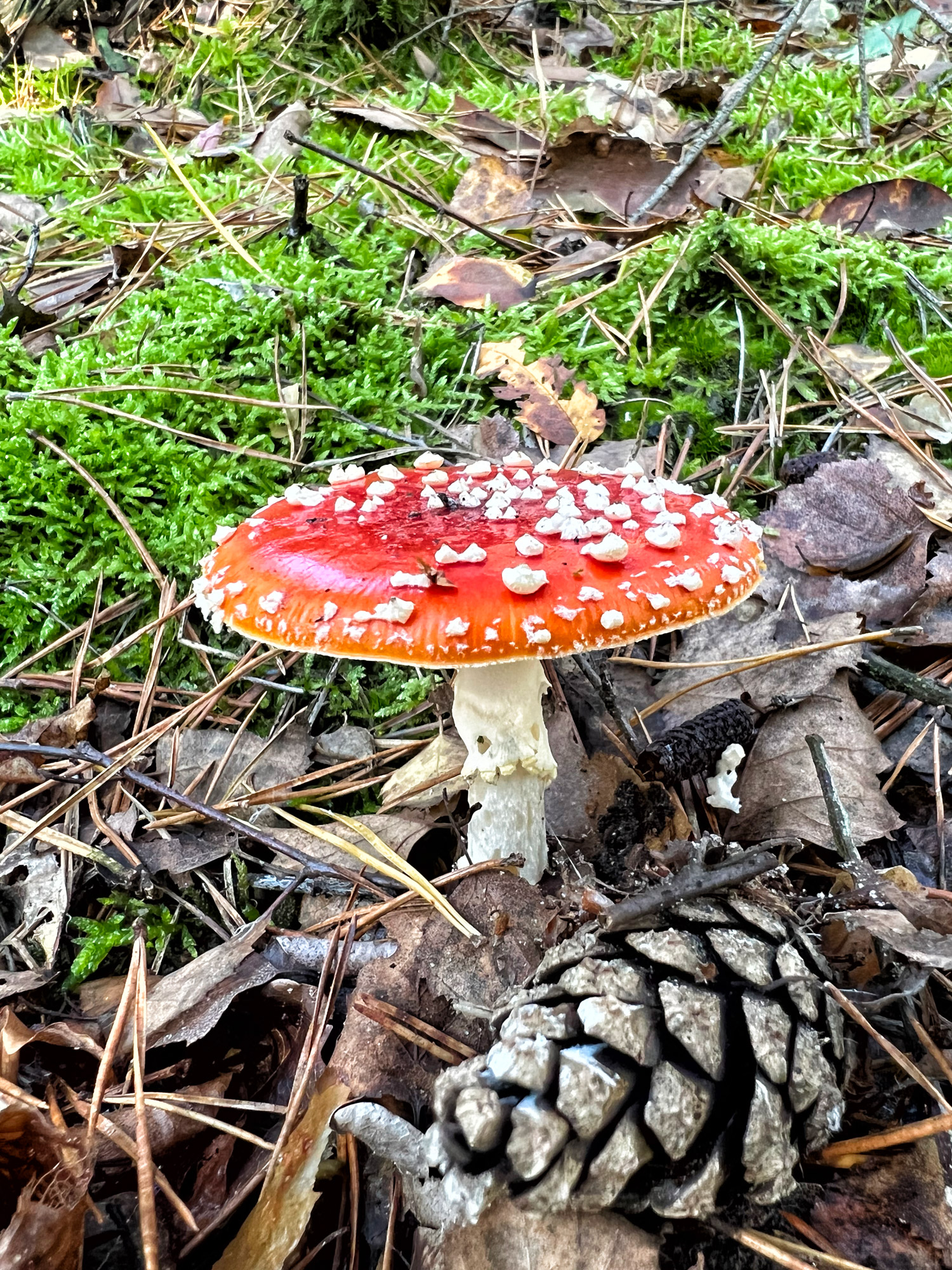 Wandelen in Limburg: 101 heuveltjes in de Heldense Bossen