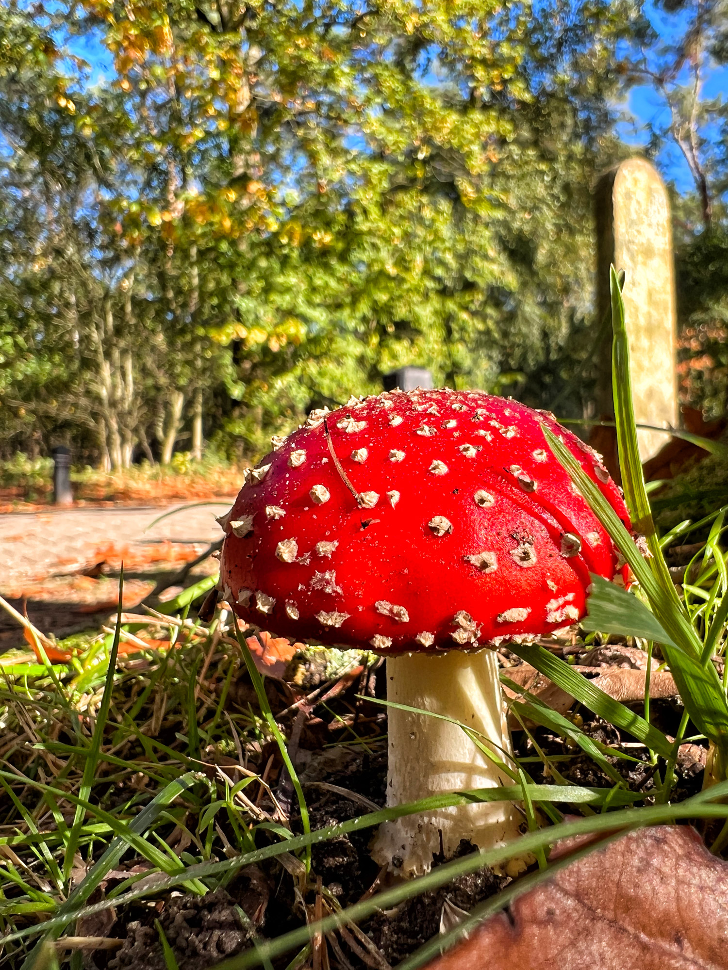 Wandelen in Limburg: 101 heuveltjes in de Heldense Bossen