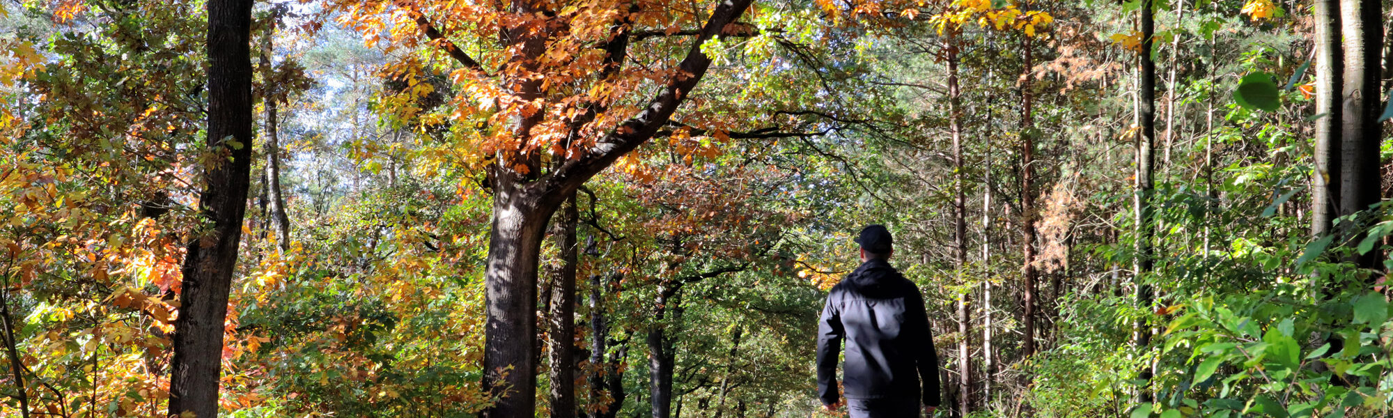 Wandelen in Limburg: 101 heuveltjes in de Heldense Bossen