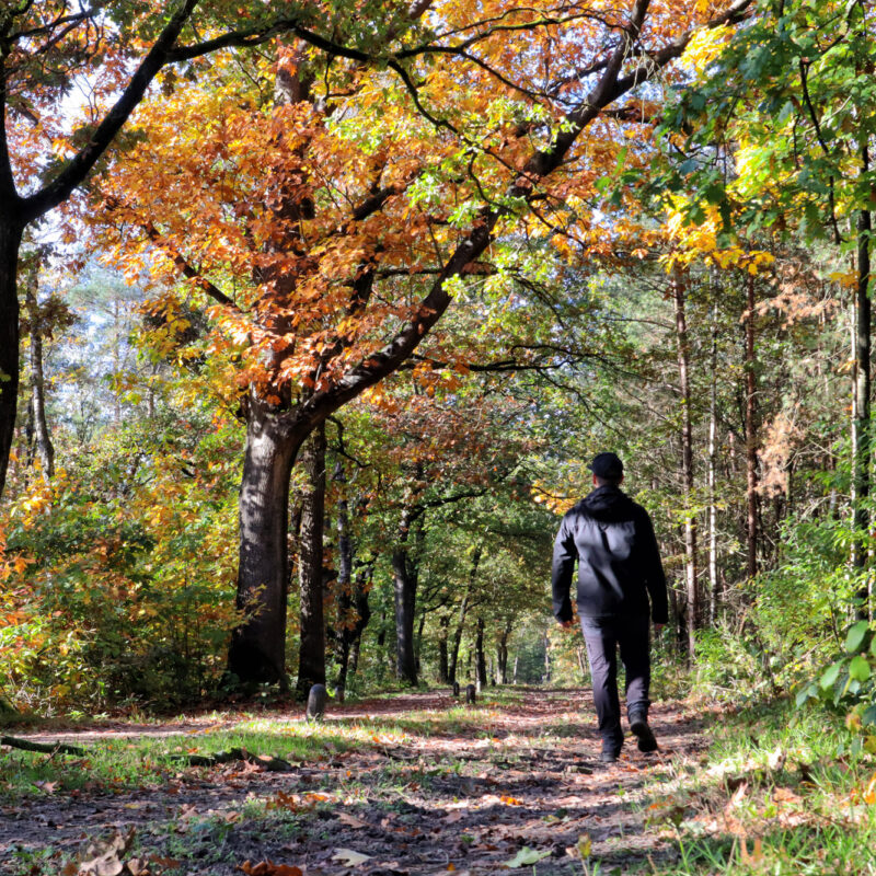 Wandelen in Limburg: 101 heuveltjes in de Heldense Bossen