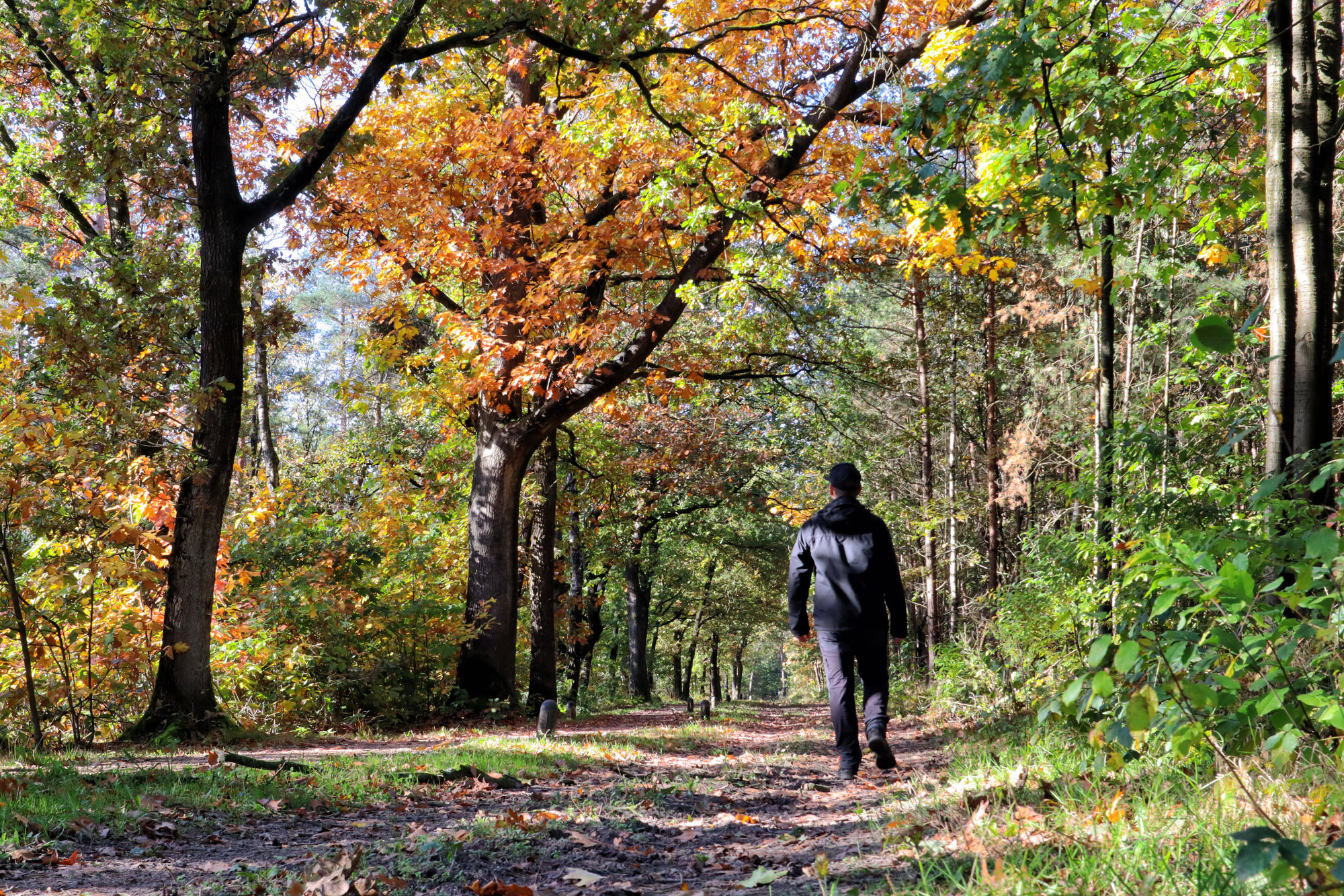 Wandelen in Limburg: 101 heuveltjes in de Heldense Bossen