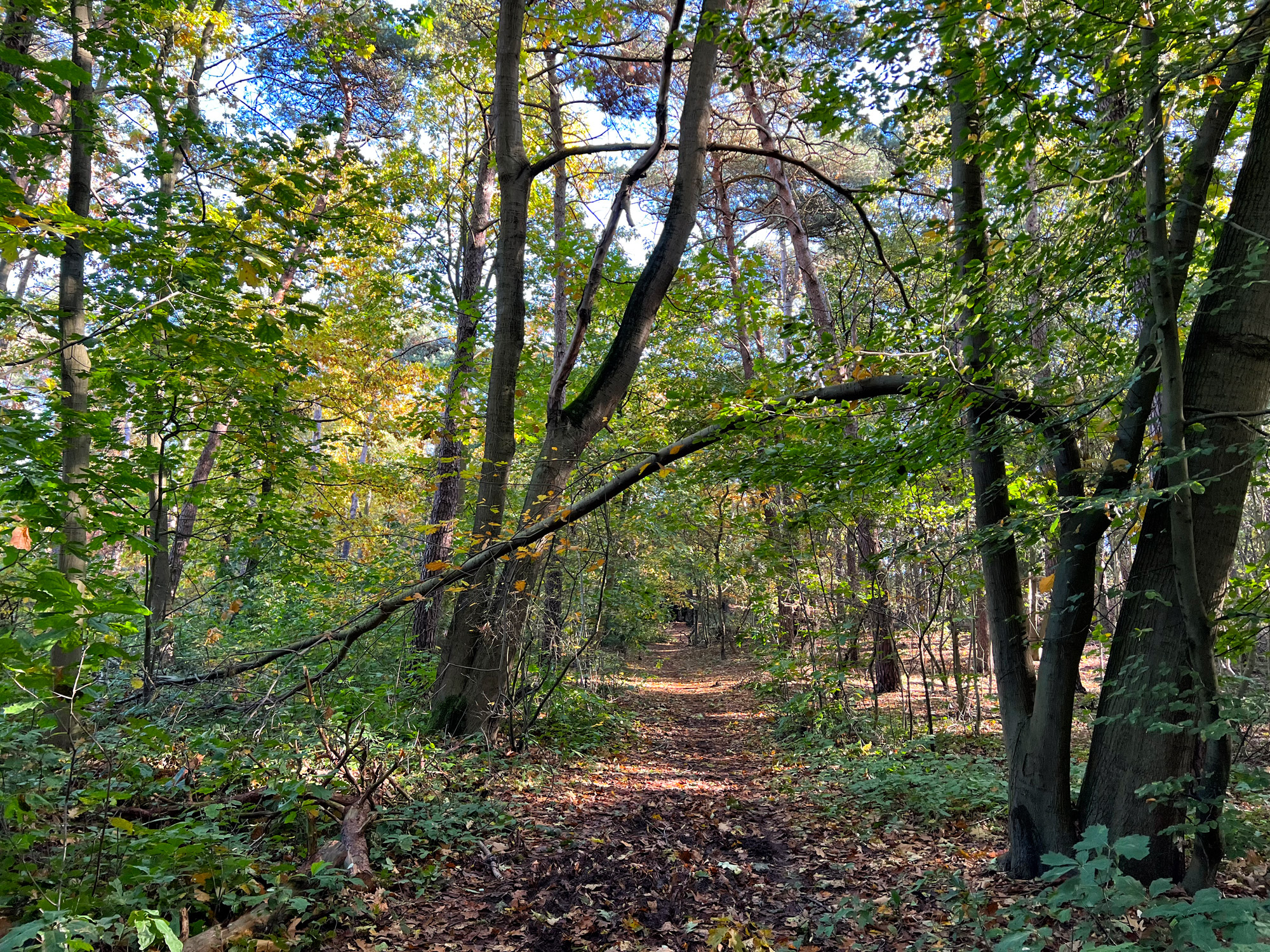 Wandelen in Limburg: 101 heuveltjes in de Heldense Bossen