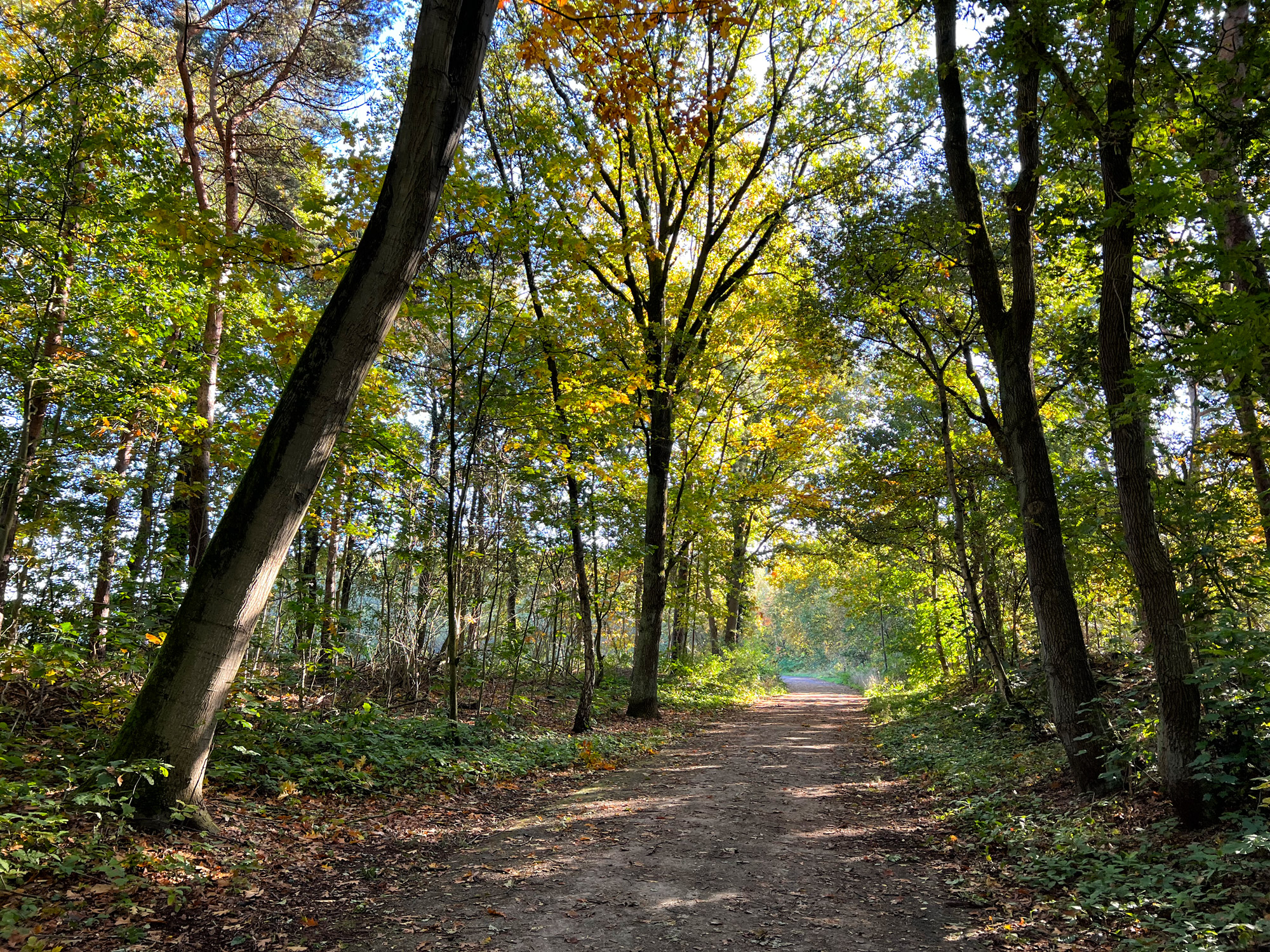 Wandelen in Limburg: 101 heuveltjes in de Heldense Bossen