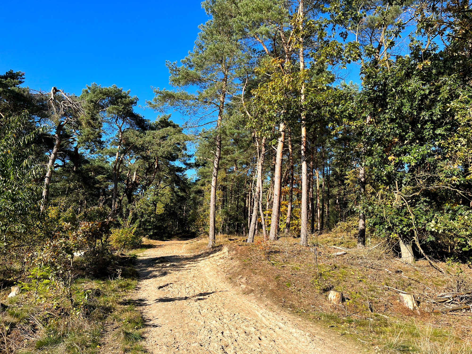 Wandelen in Limburg: 101 heuveltjes in de Heldense Bossen