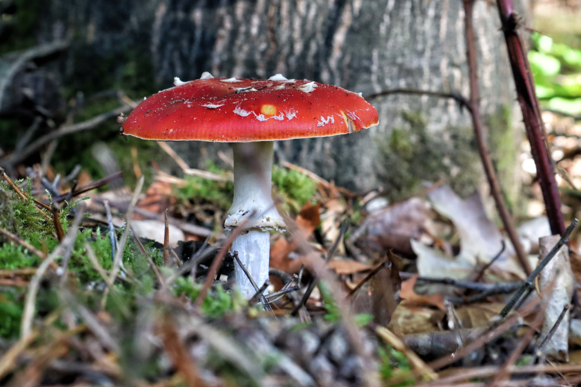 Wandelen in Limburg: 101 heuveltjes in de Heldense Bossen