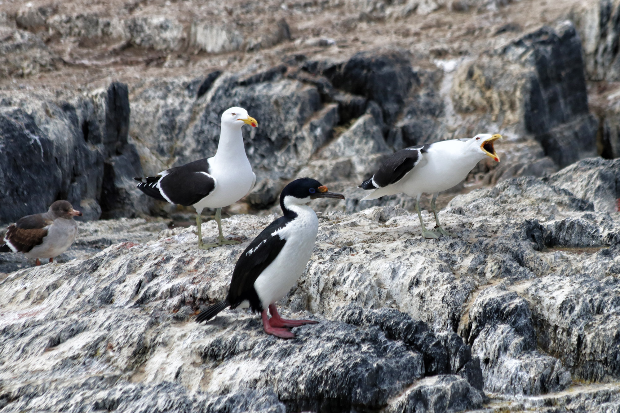 Dagtrip vanuit Ushuaia - Estancia Harberton en Isla Martillo - Beaglekanaal