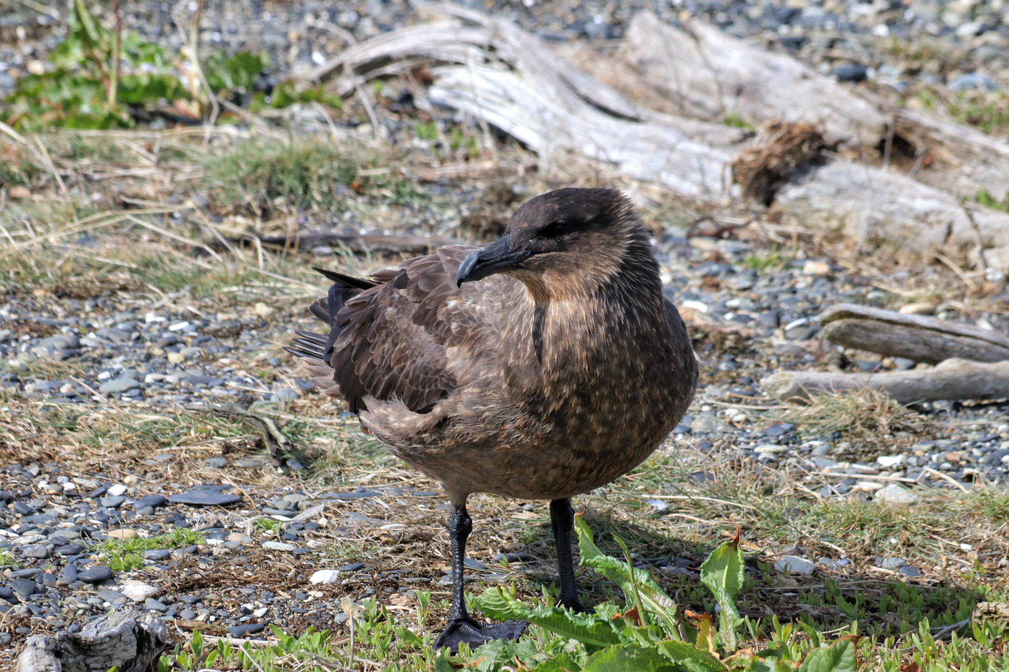 Dagtrip vanuit Ushuaia - Estancia Harberton en Isla Martillo - Skua