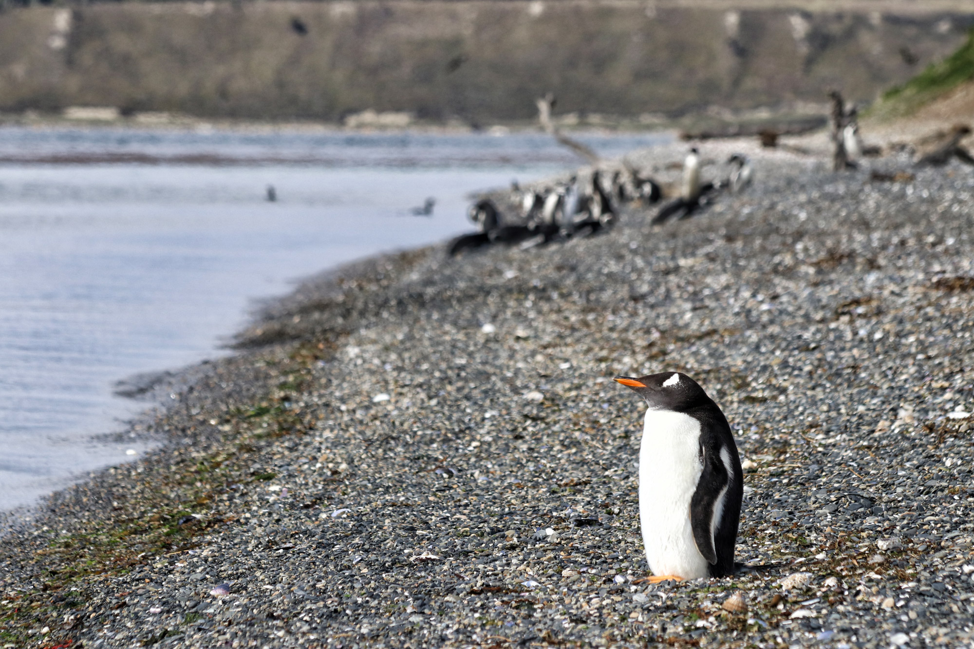 Dagtrip vanuit Ushuaia - Estancia Harberton en Isla Martillo - Ezelpinguïn