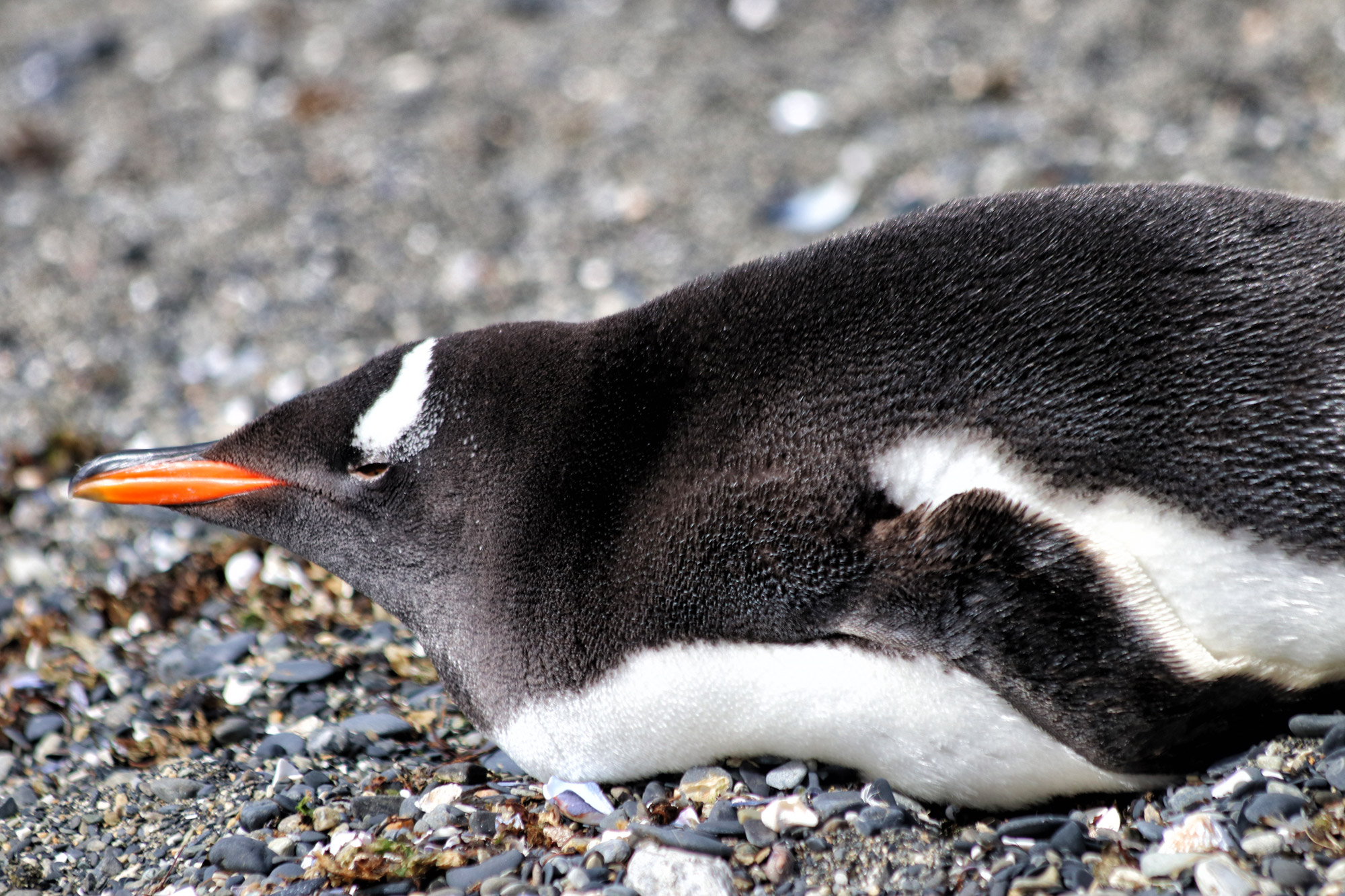 Dagtrip vanuit Ushuaia - Estancia Harberton en Isla Martillo - Ezelpinguïn