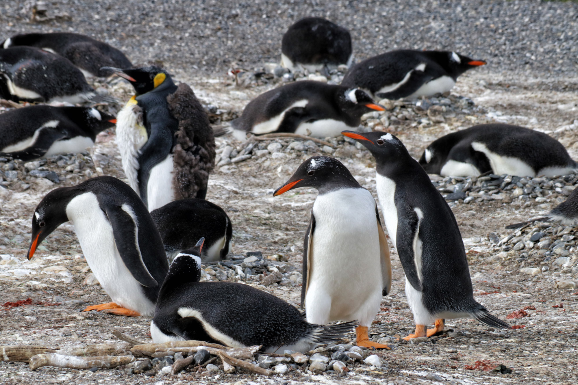 Dagtrip vanuit Ushuaia - Estancia Harberton en Isla Martillo - Ezelpinguïn