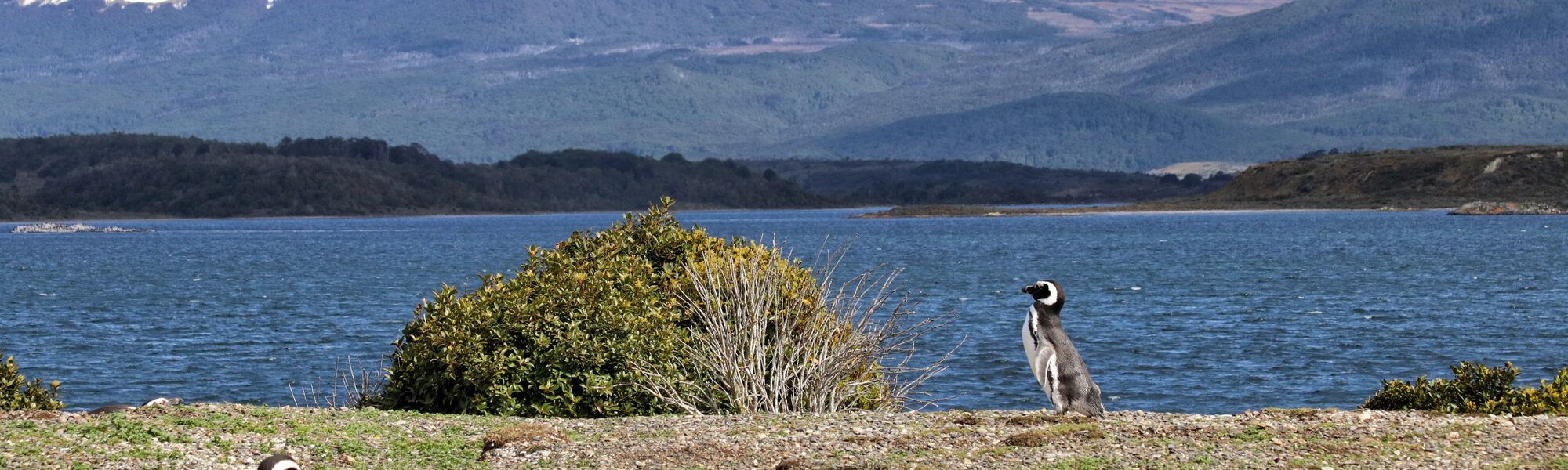 Dagtrip vanuit Ushuaia - Estancia Harberton en Isla Martillo - Magelhaenpinguïn