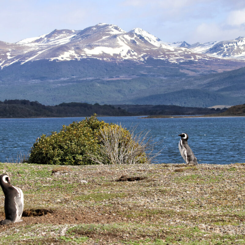 Dagtrip vanuit Ushuaia - Estancia Harberton en Isla Martillo - Magelhaenpinguïn