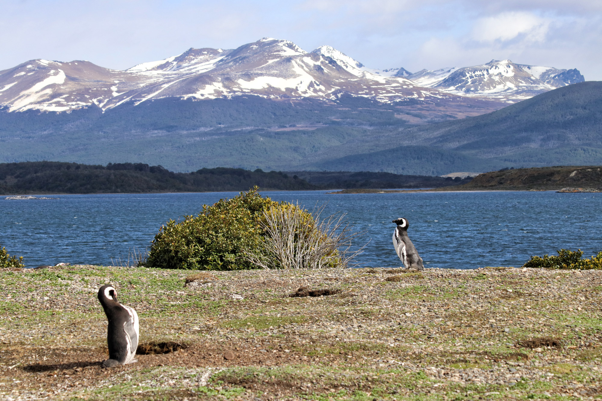 Dagtrip vanuit Ushuaia - Estancia Harberton en Isla Martillo - Magelhaenpinguïn