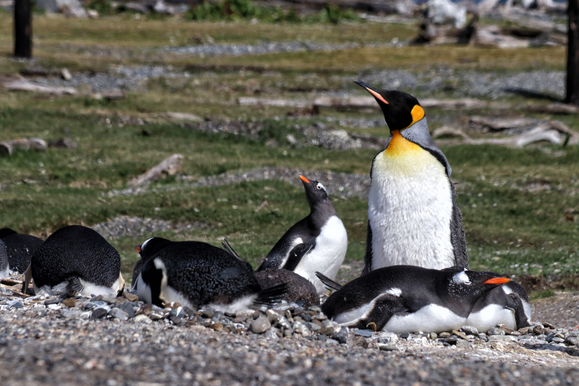 Dagtrip vanuit Ushuaia - Estancia Harberton en Isla Martillo - Koningspinguïn