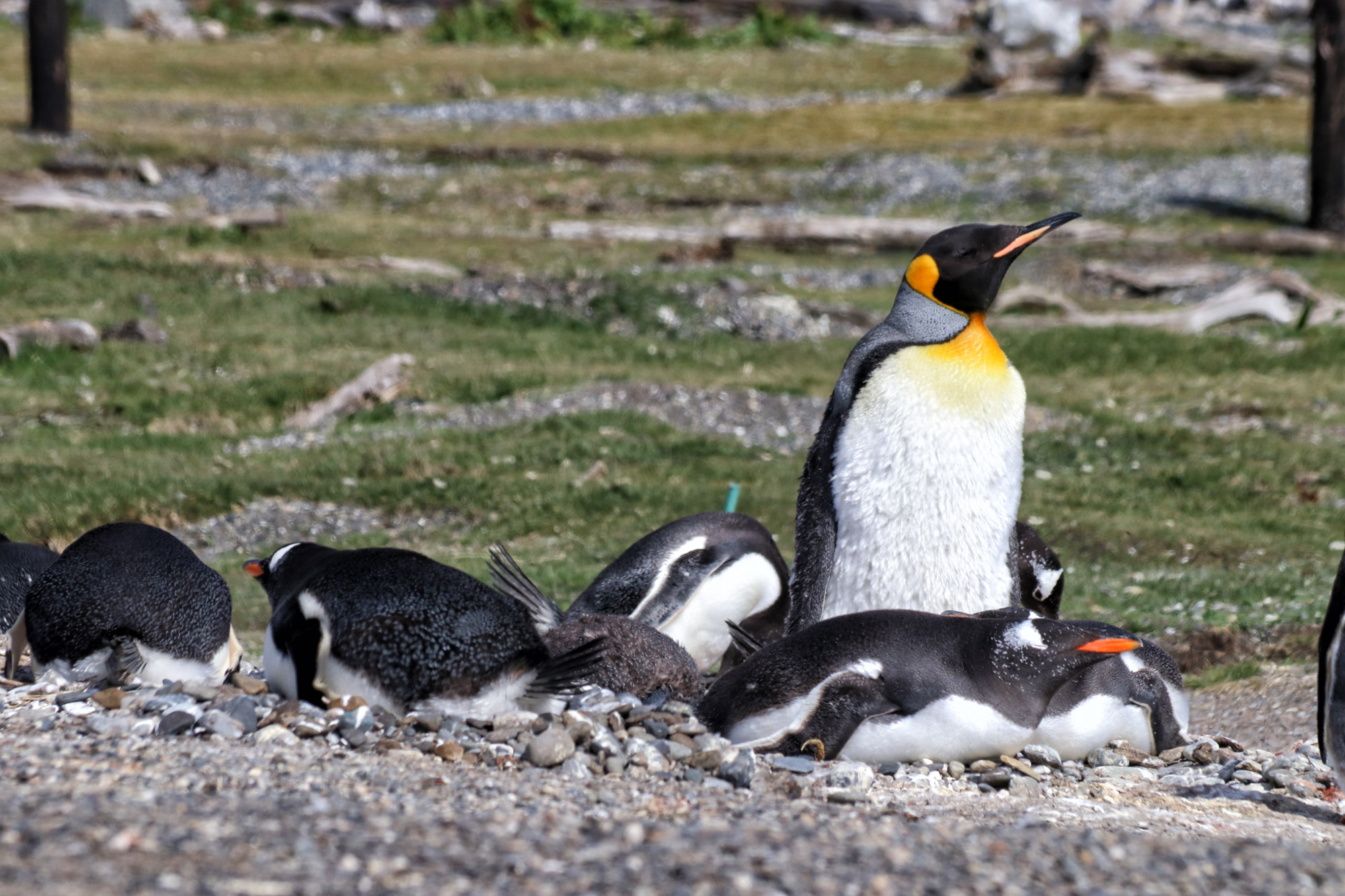 Dagtrip vanuit Ushuaia - Estancia Harberton en Isla Martillo - Koningspinguïn