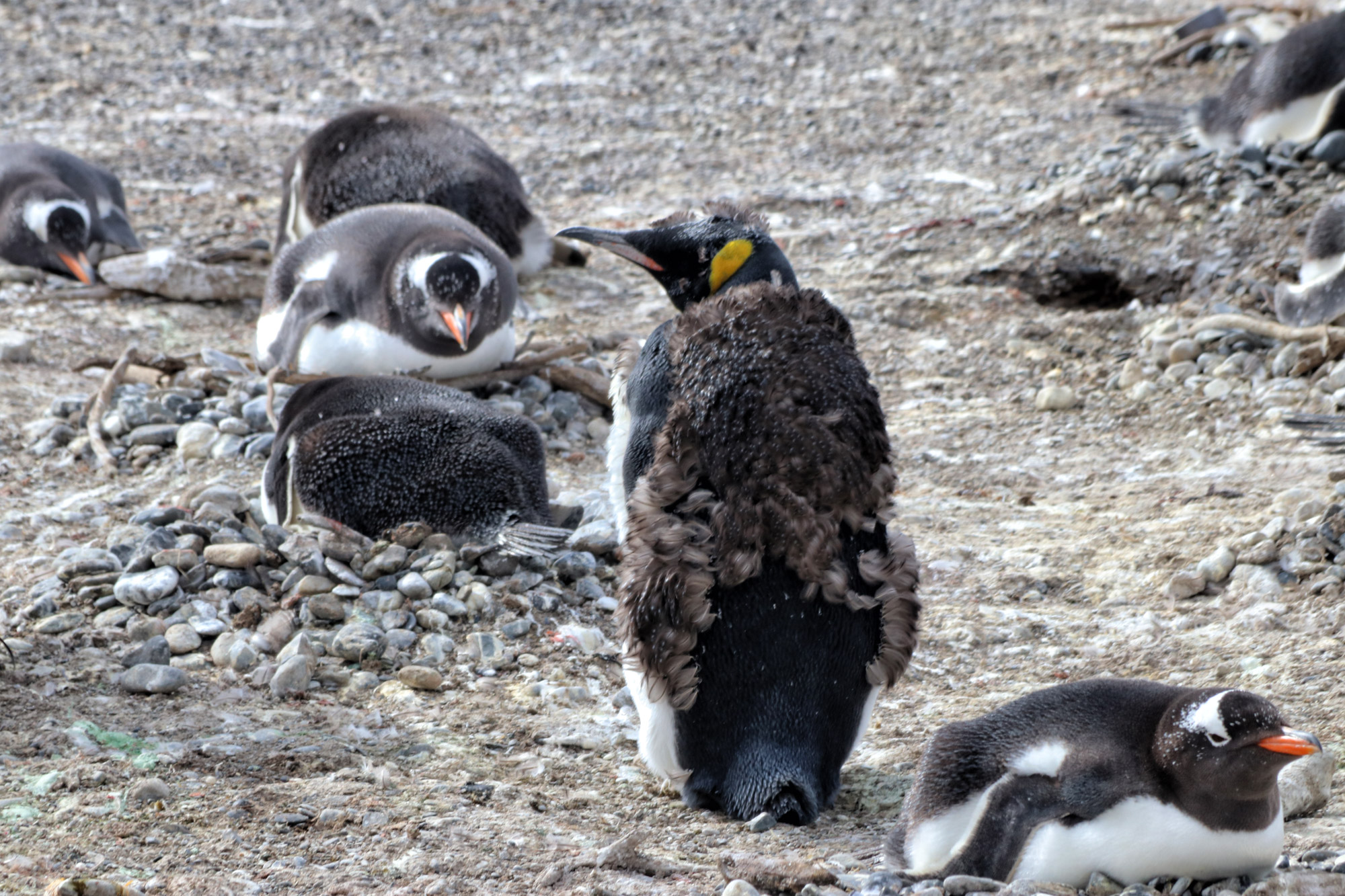 Dagtrip vanuit Ushuaia - Estancia Harberton en Isla Martillo - Koningspinguïn