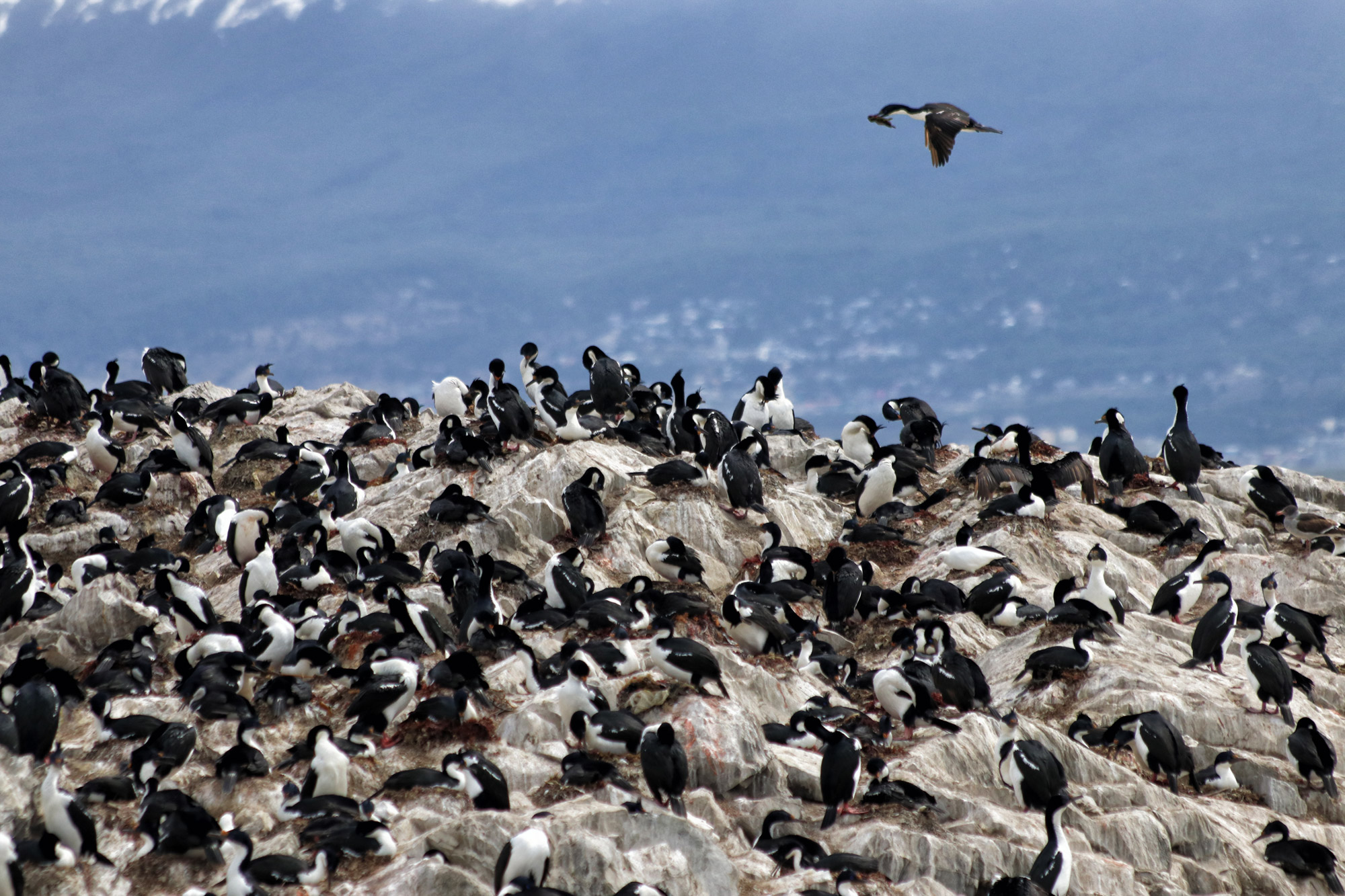 Dagtrip vanuit Ushuaia - Estancia Harberton en Isla Martillo - Magelhaenaasscholver