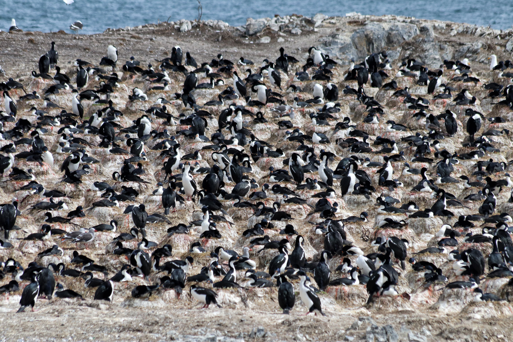 Dagtrip vanuit Ushuaia - Estancia Harberton en Isla Martillo - Magelhaenaasscholver