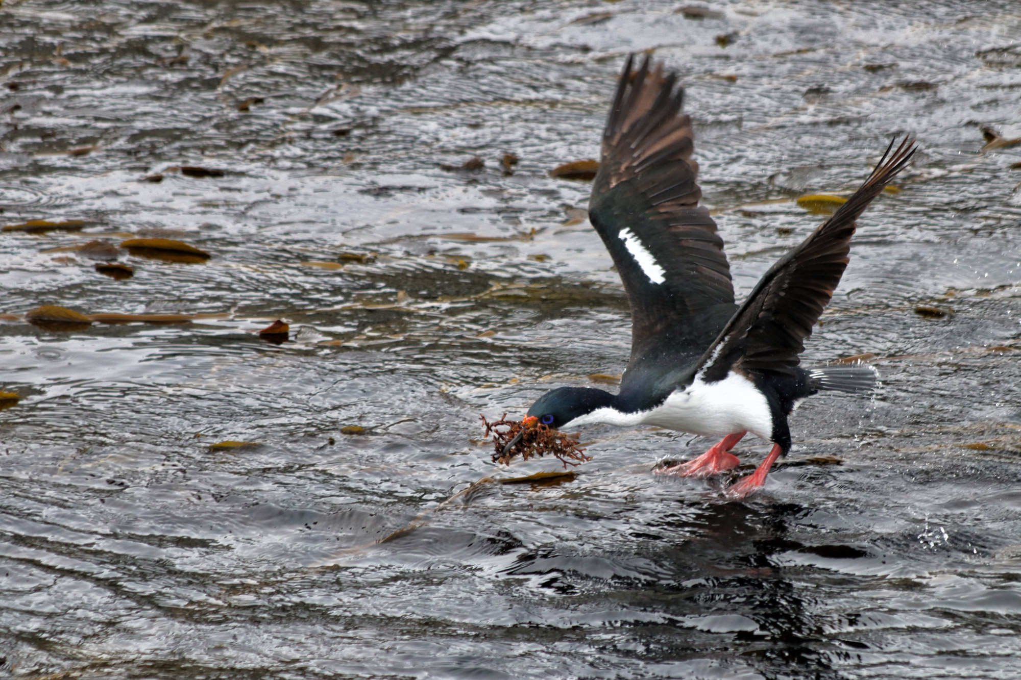 Dagtrip vanuit Ushuaia - Estancia Harberton en Isla Martillo - Magelhaenaasscholver