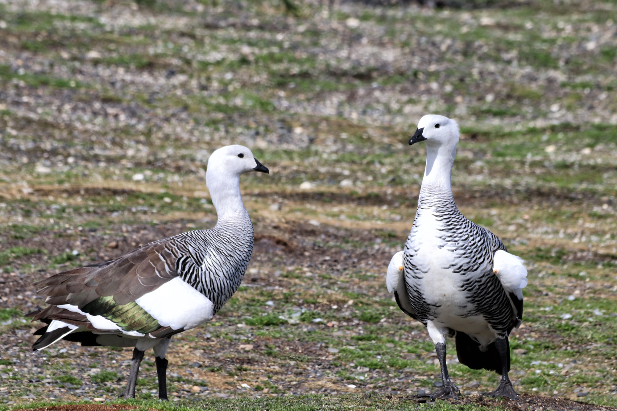 Dagtrip vanuit Ushuaia - Estancia Harberton en Isla Martillo - Magelhaengans