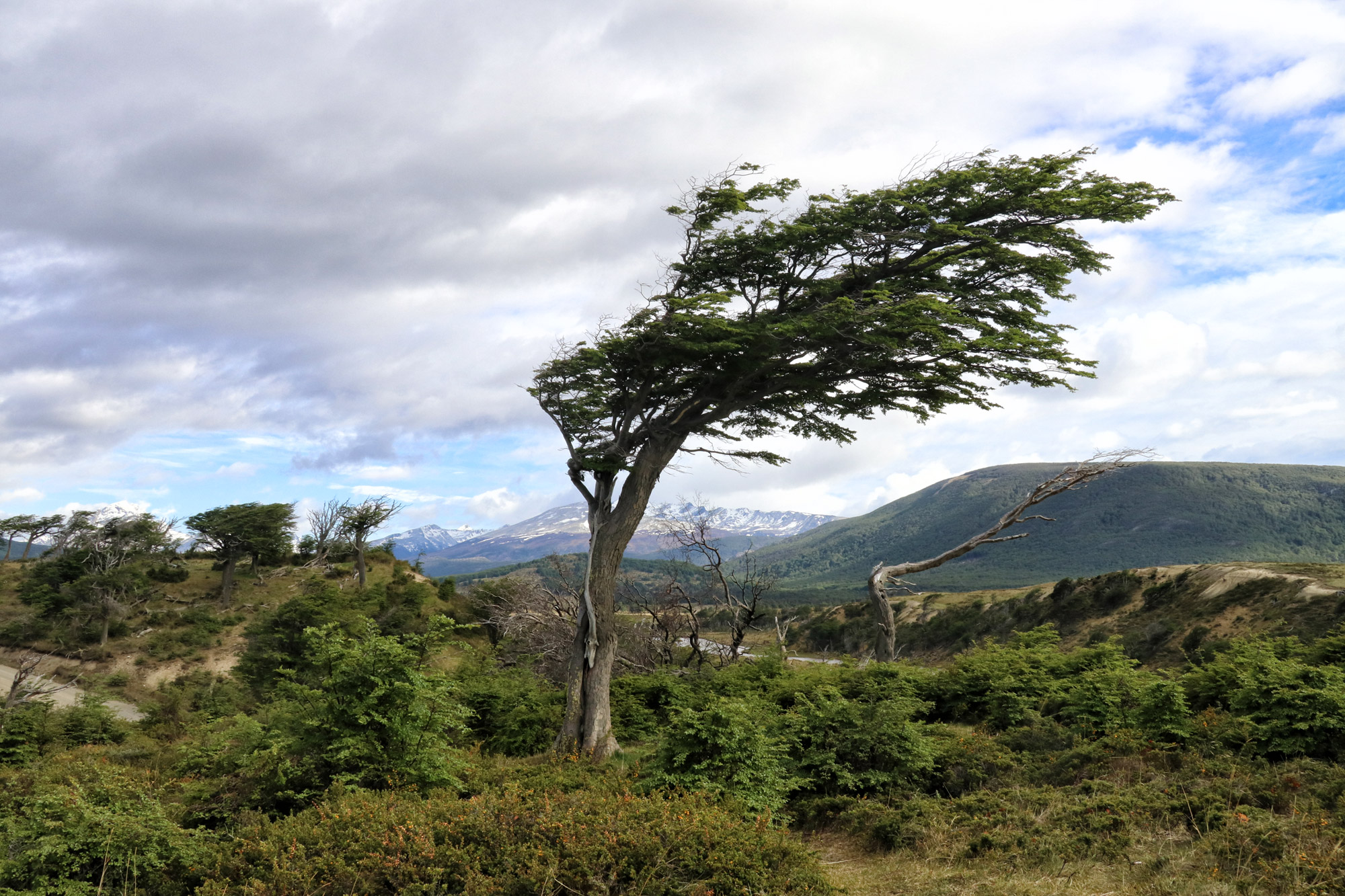 Dagtrip vanuit Ushuaia - Estancia Harberton en Isla Martillo - Verwaaide boom