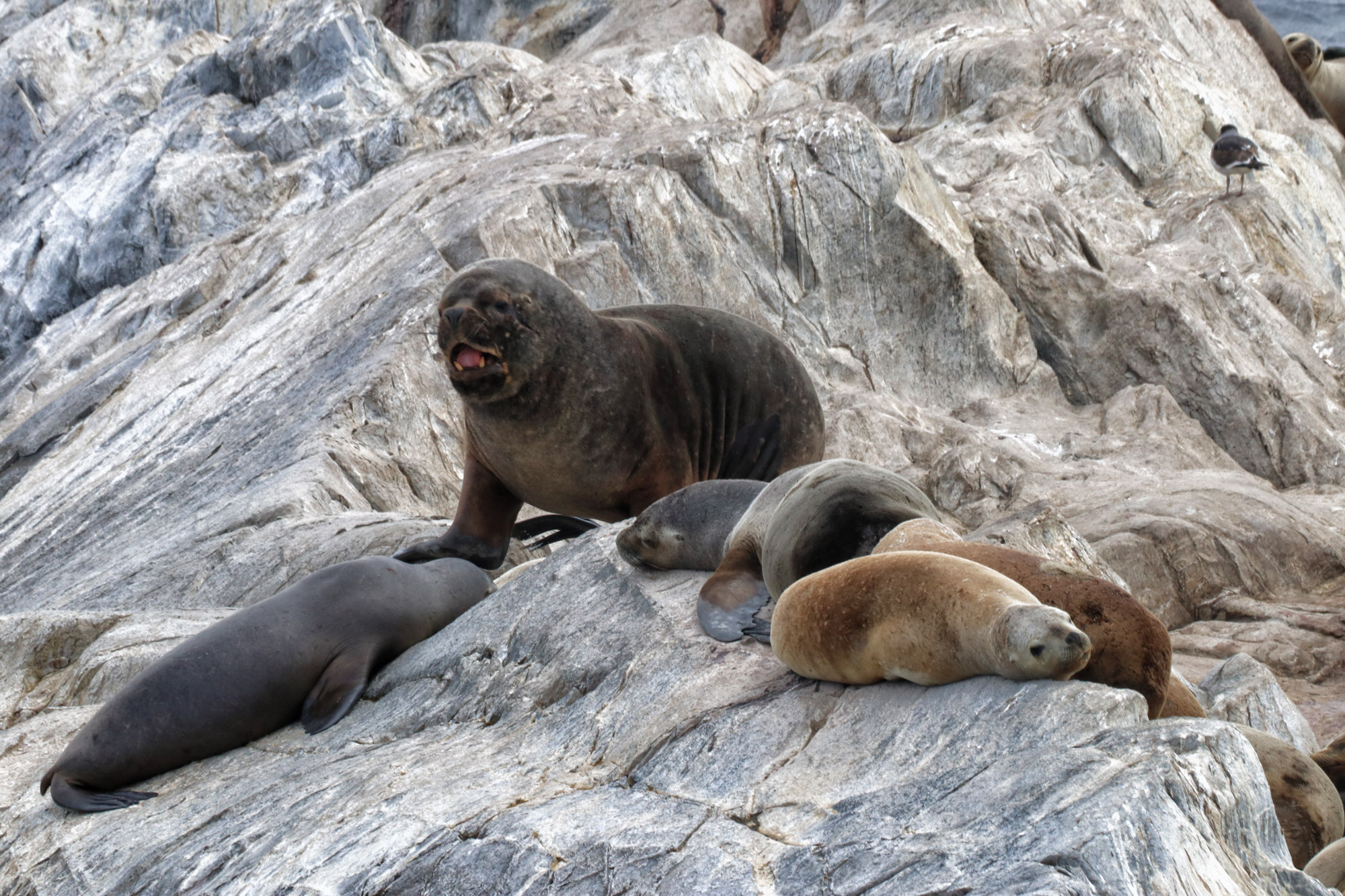 Dagtrip vanuit Ushuaia - Estancia Harberton en Isla Martillo - Zeeleeuw