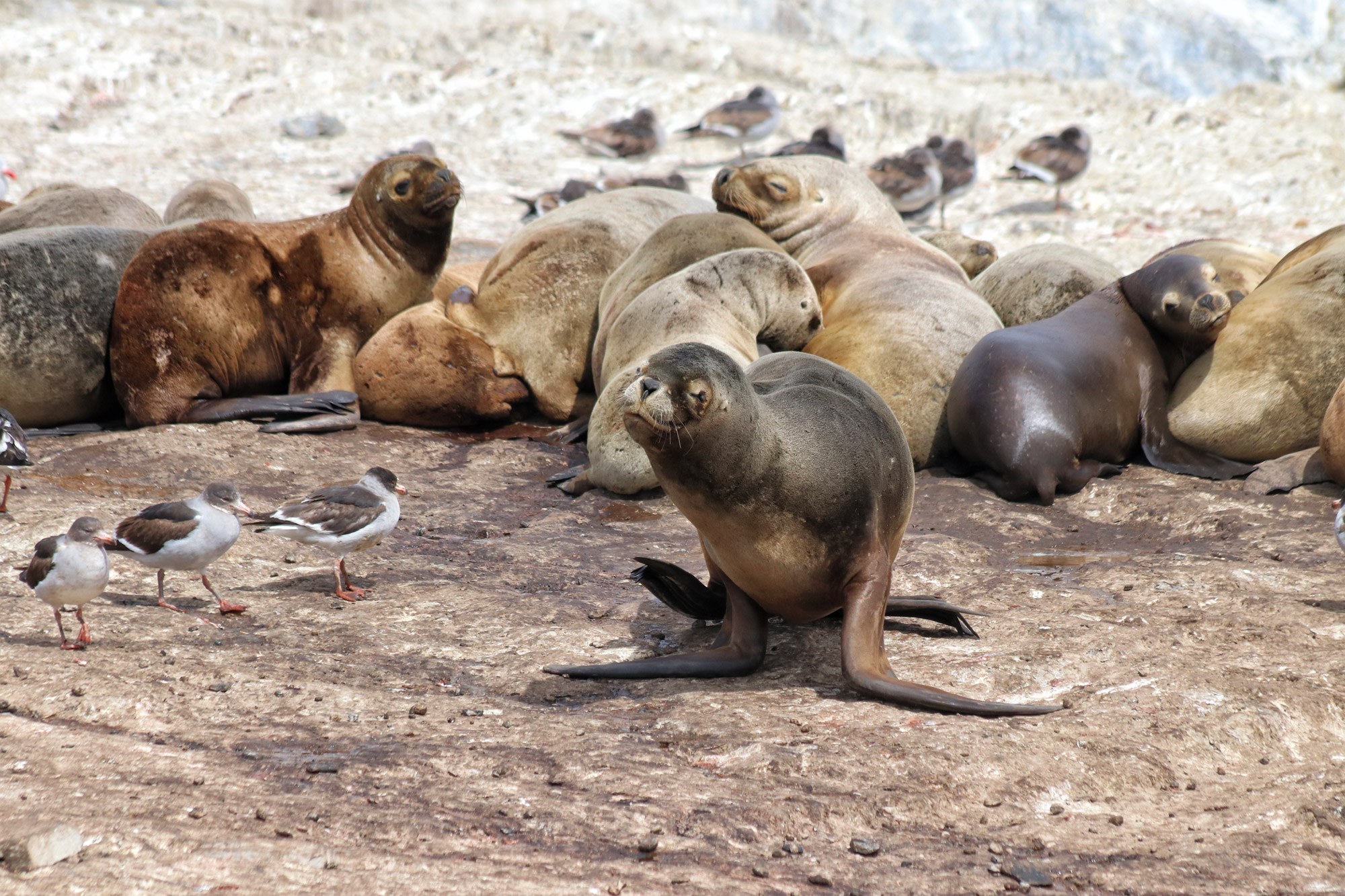 Dagtrip vanuit Ushuaia - Estancia Harberton en Isla Martillo - Zeeleeuw