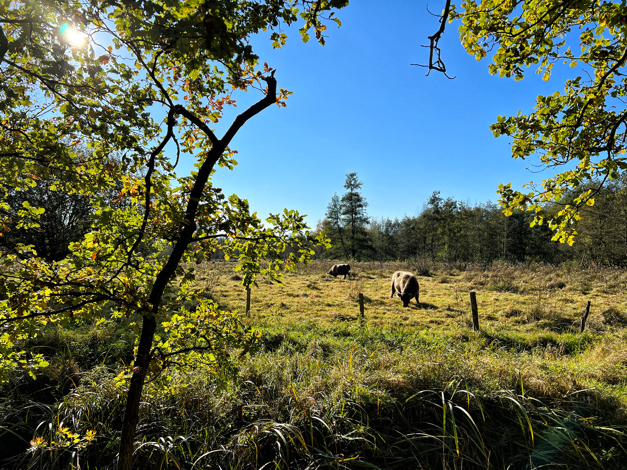 Wandelen in Nederland/België: Twee landen pad bij de Plateaux en Hageven