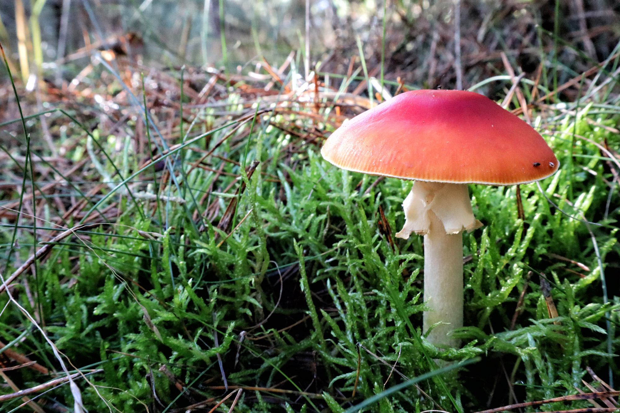 Wandelen in Nederland/België: Twee landen pad bij de Plateaux en Hageven