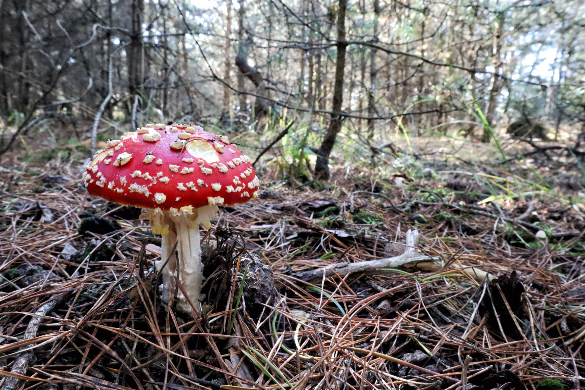 Wandelen in Nederland/België: Twee landen pad bij de Plateaux en Hageven