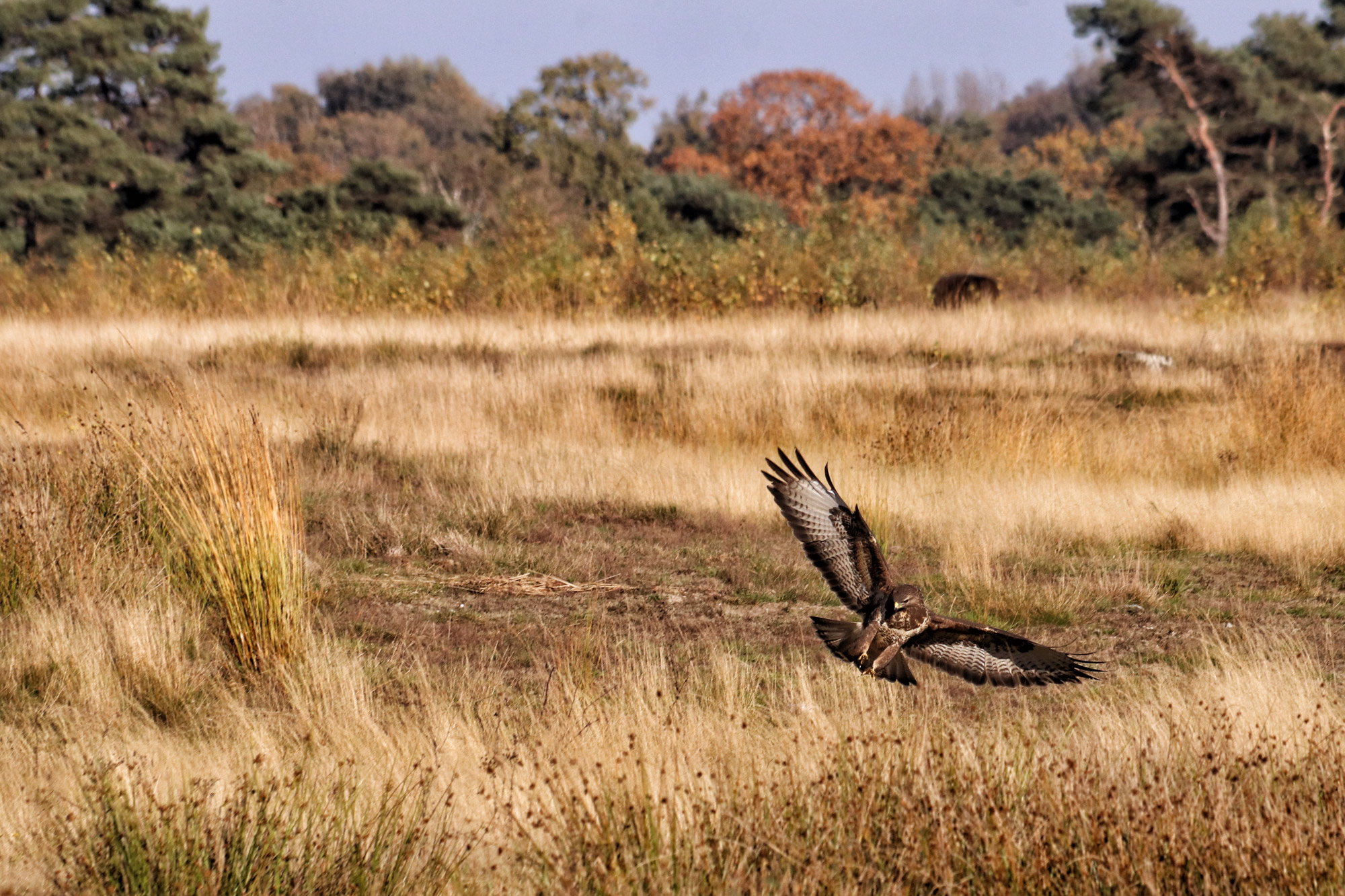 Wandelen in Nederland/België: Twee landen pad bij de Plateaux en Hageven