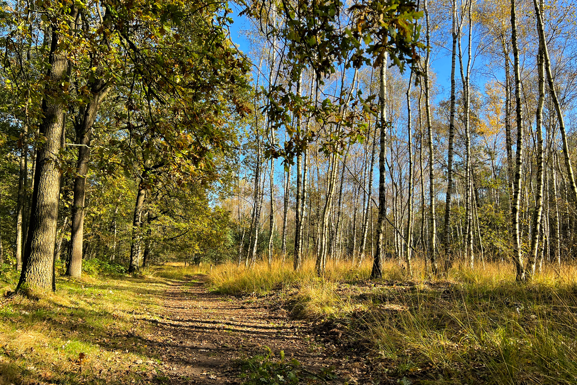 Wandelen in Nederland/België: Twee landen pad bij de Plateaux en Hageven