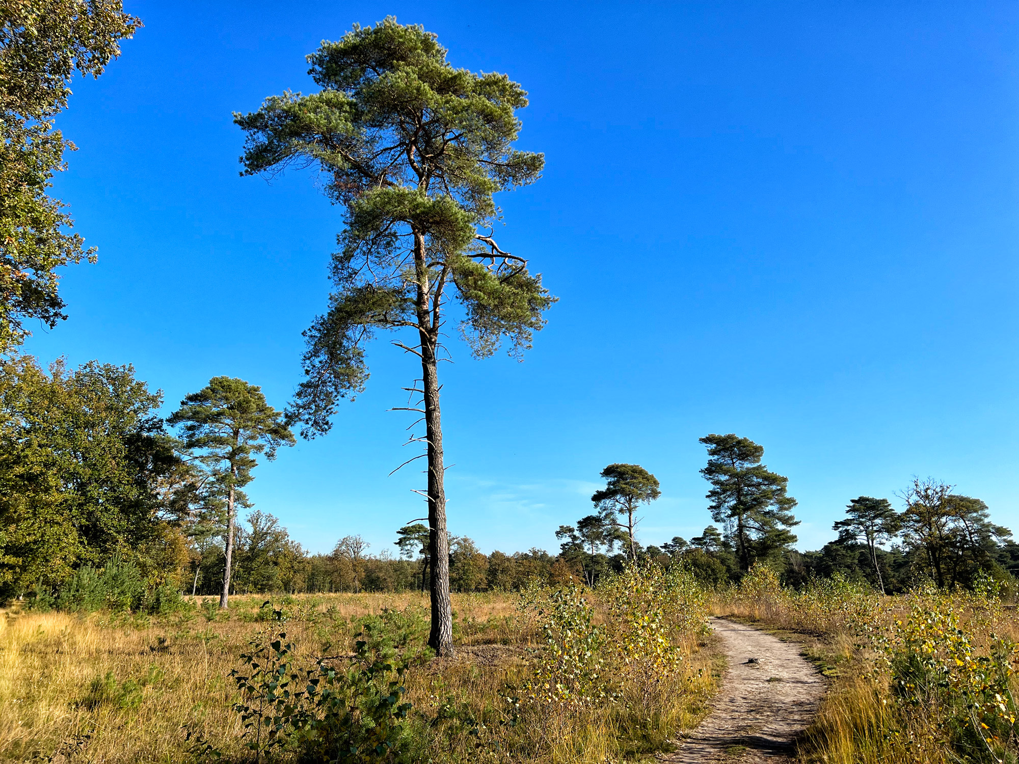 Wandelen in Nederland/België: Twee landen pad bij de Plateaux en Hageven