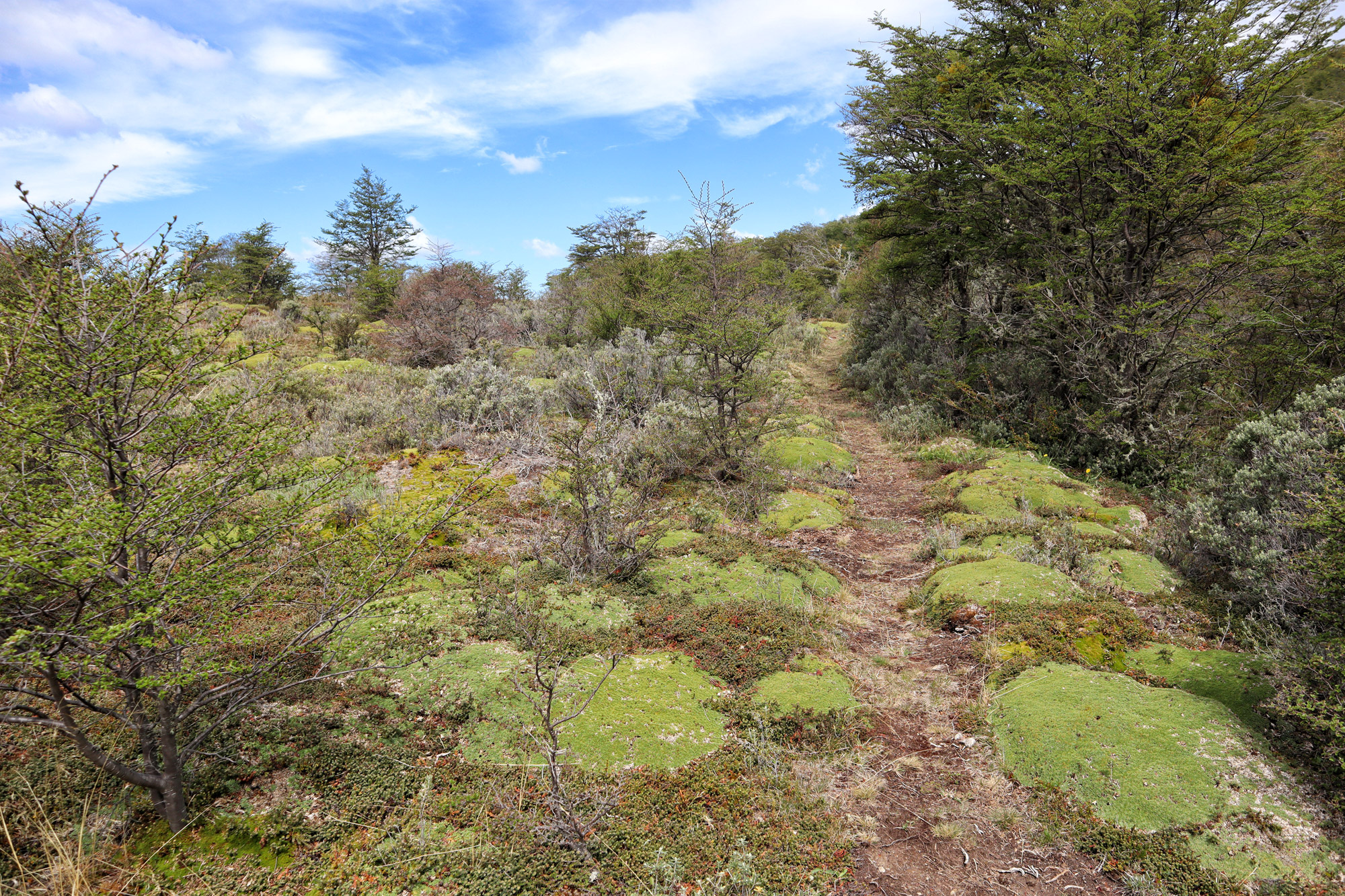 Wandelen in Patagonië: Sendero Pietro Grande