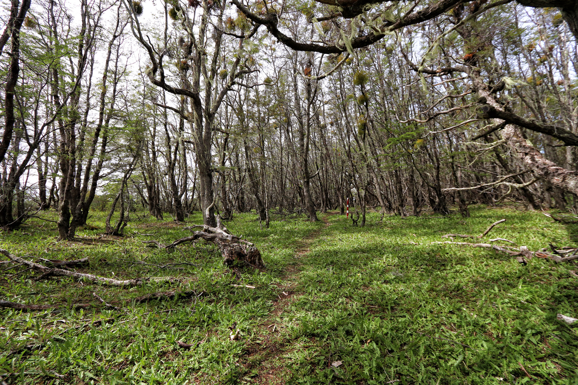 Wandelen in Patagonië: Sendero Pietro Grande