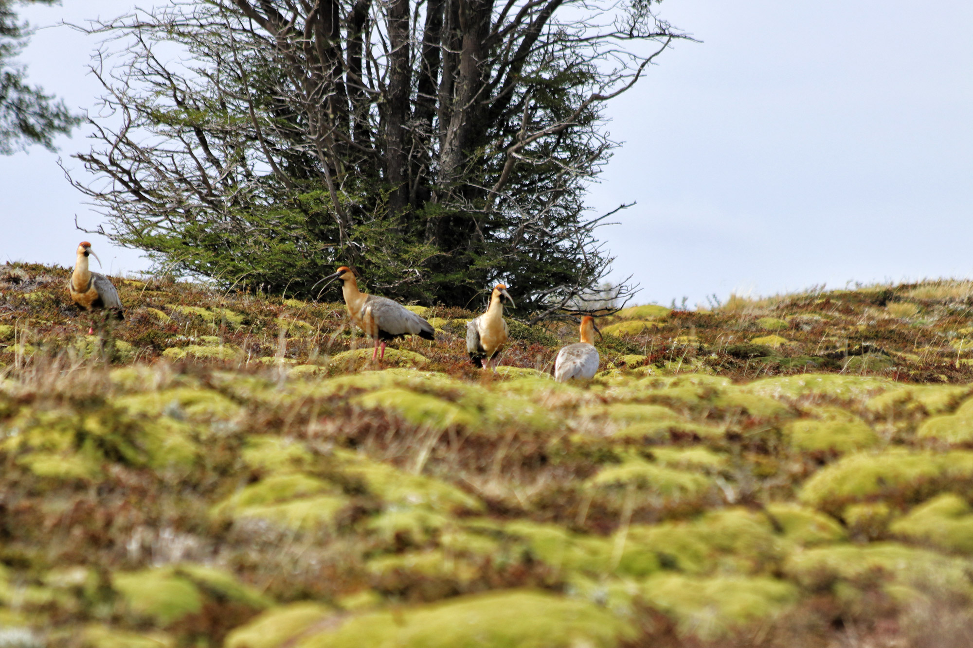 Wandelen in Patagonië: Sendero Pietro Grande