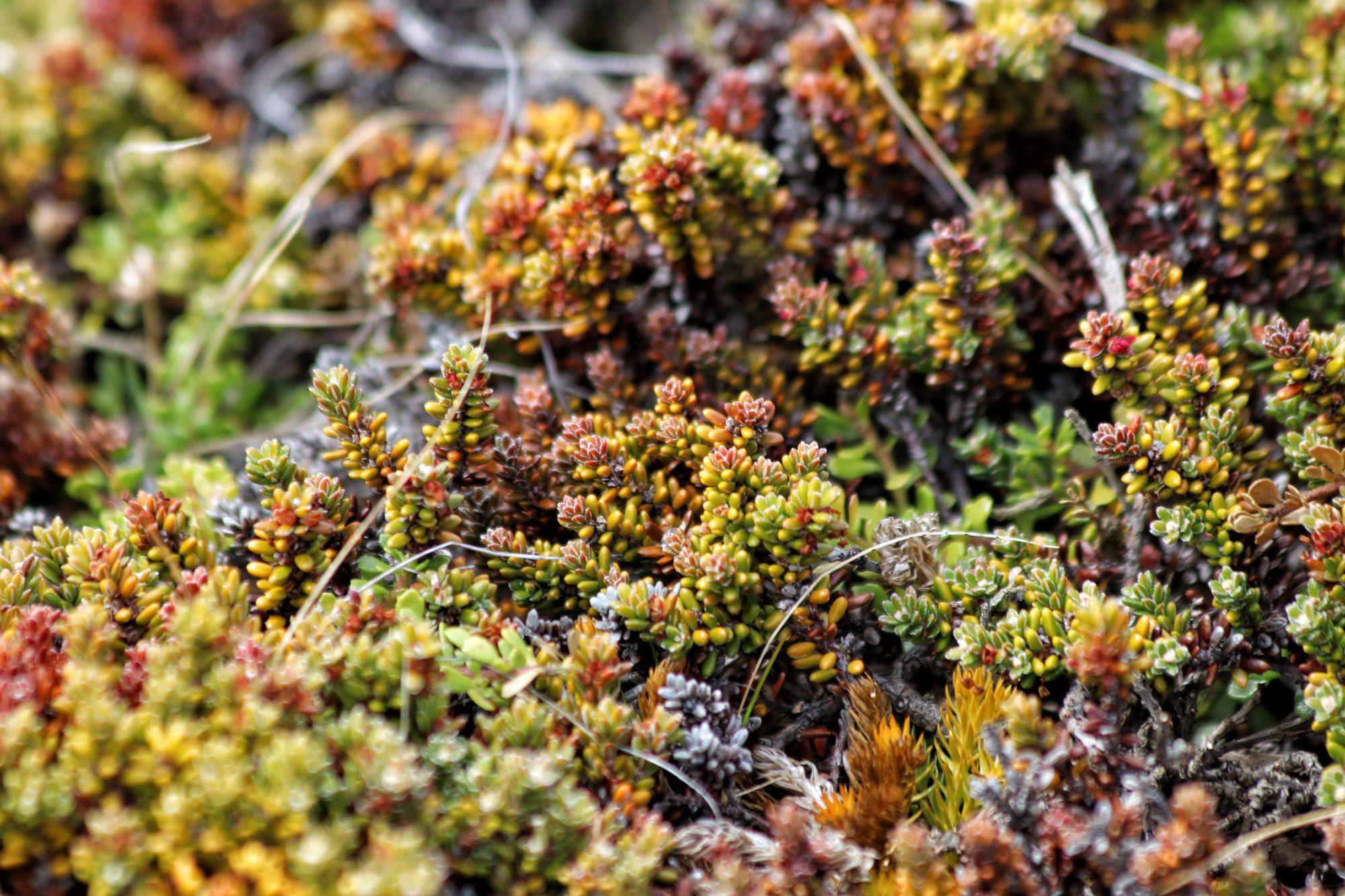 Wandelen in Patagonië: Sendero Pietro Grande