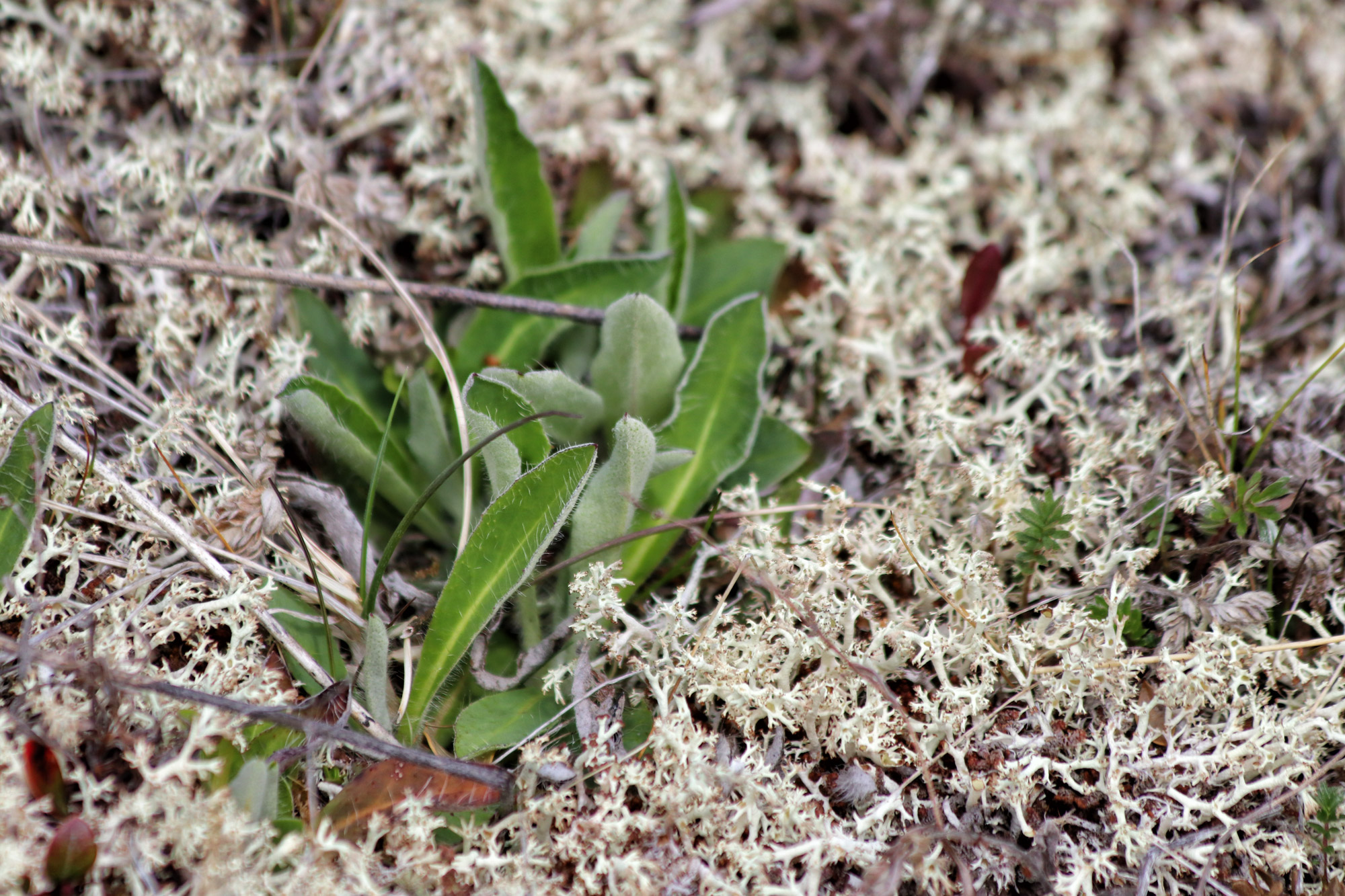 Wandelen in Patagonië: Sendero Pietro Grande