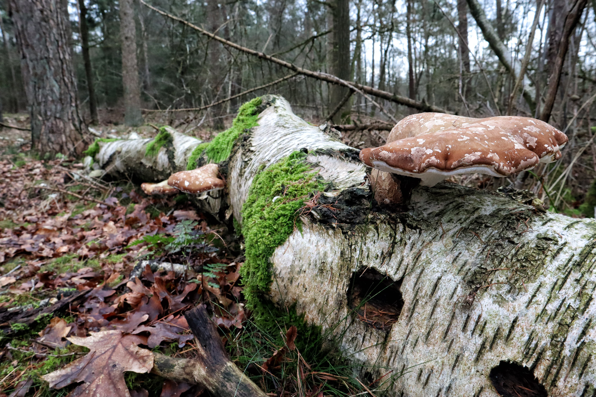 Wandelen in Noord-Brabant: Rondje Groot- en Kleinmeer