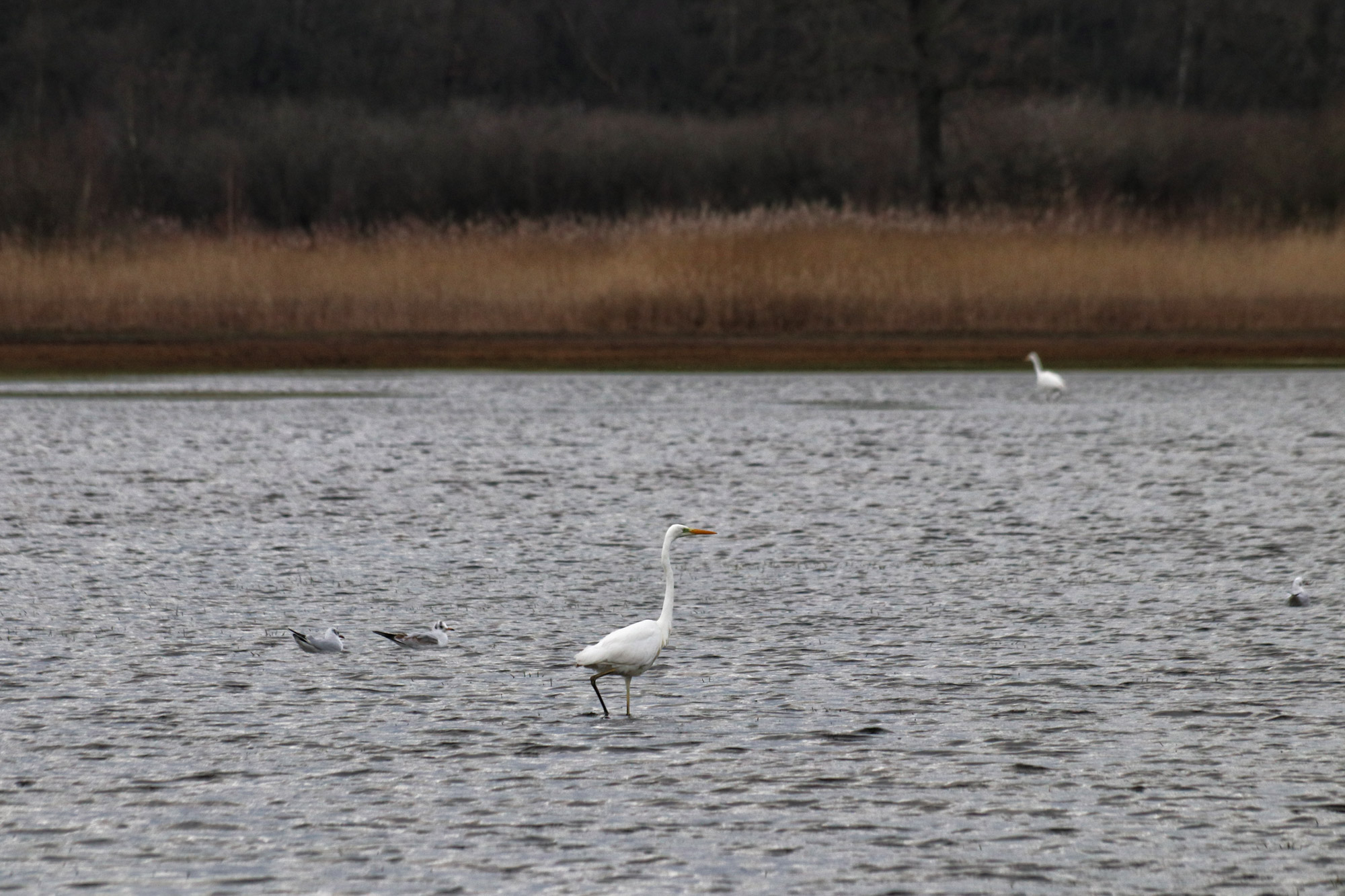 Wandelen in Noord-Brabant: Rondje Groot- en Kleinmeer