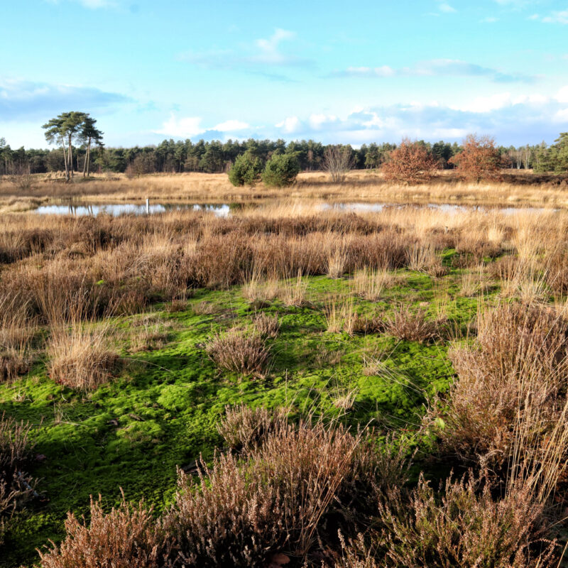 Wandelen in Noord-Brabant: Sonse Heide en de Nieuwe Heide
