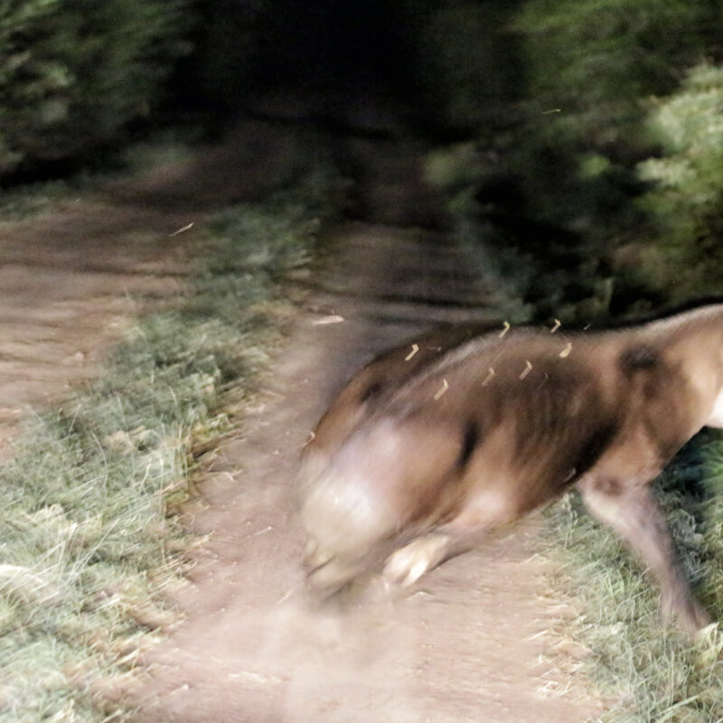 Gespotte dieren: Zuid-Amerikaanse tapir