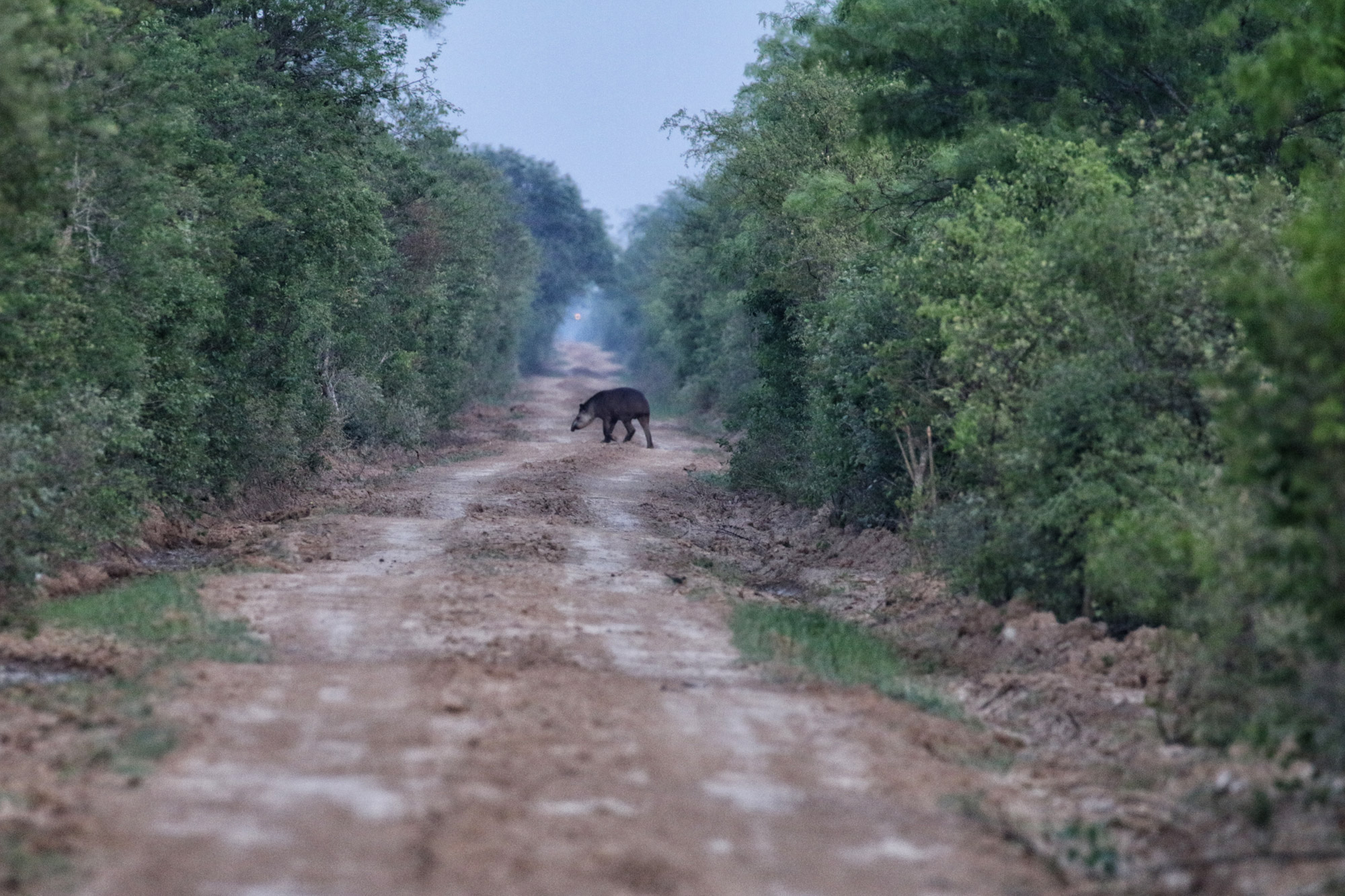 Gespotte dieren: Zuid-Amerikaanse tapir