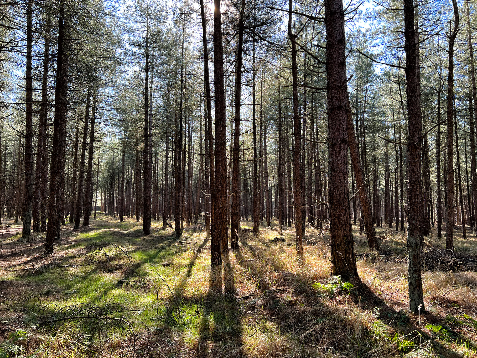 Wandelen in België: Lommelse Sahara